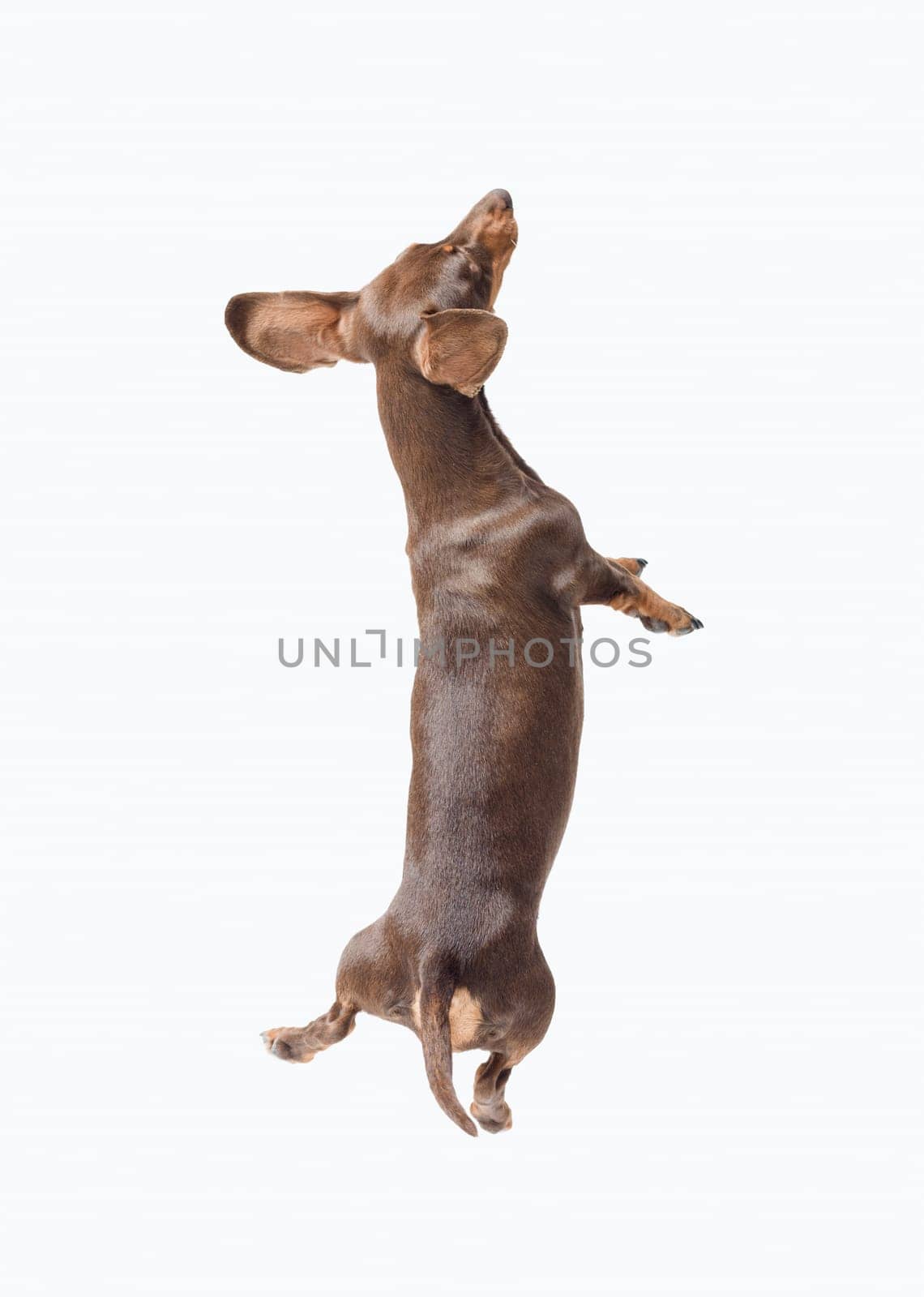 Happy smooth-haired Dachshund jumping and playing, isolated on white background