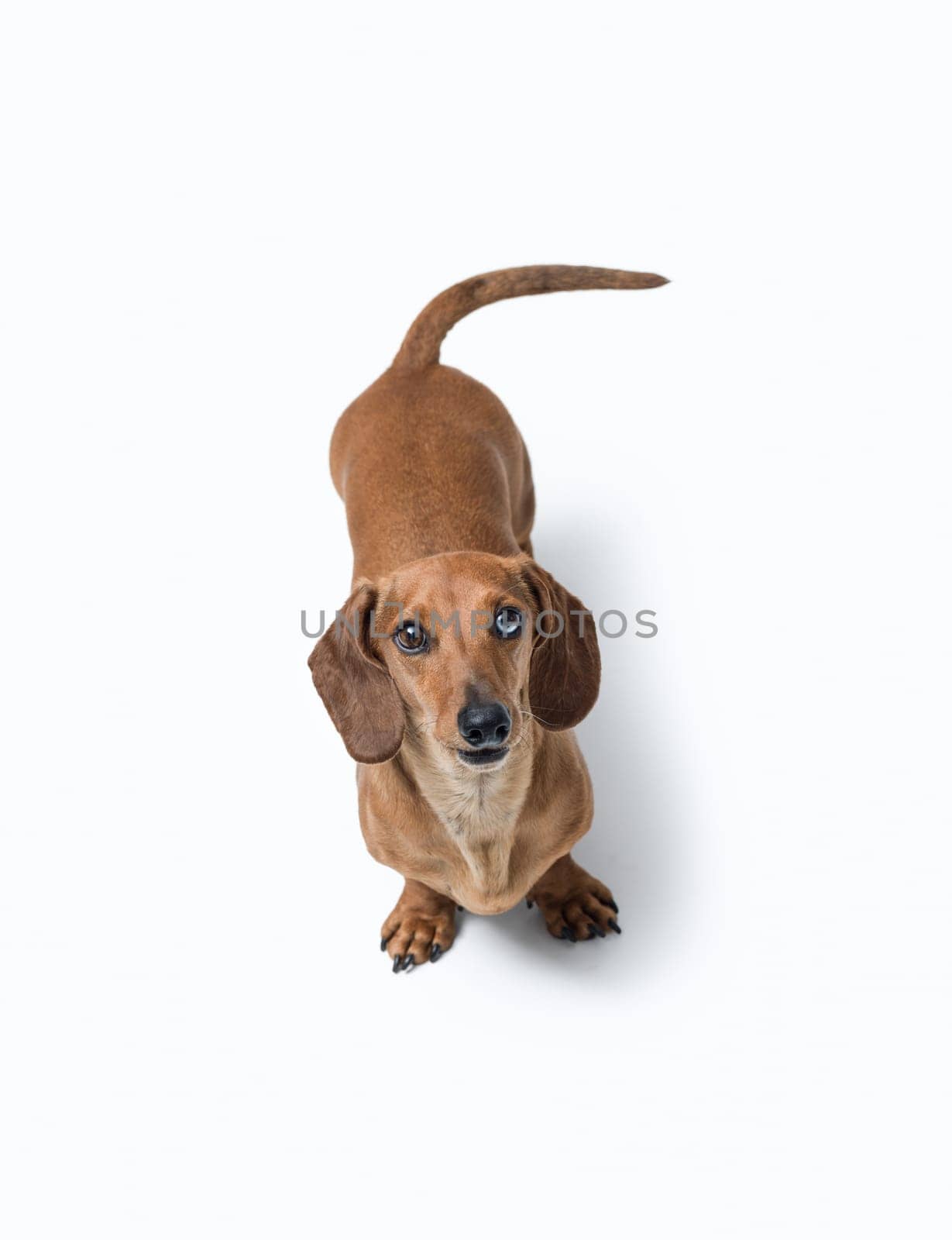 Portrait of a cute happy Dachshund dog looking at camera, isolated on white background