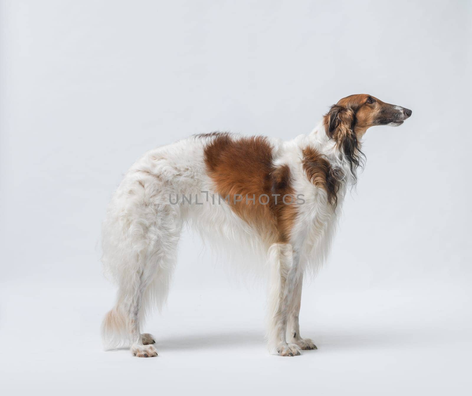 Portrait of a beautiful Russian Borzoi, side view, isolated on white background
