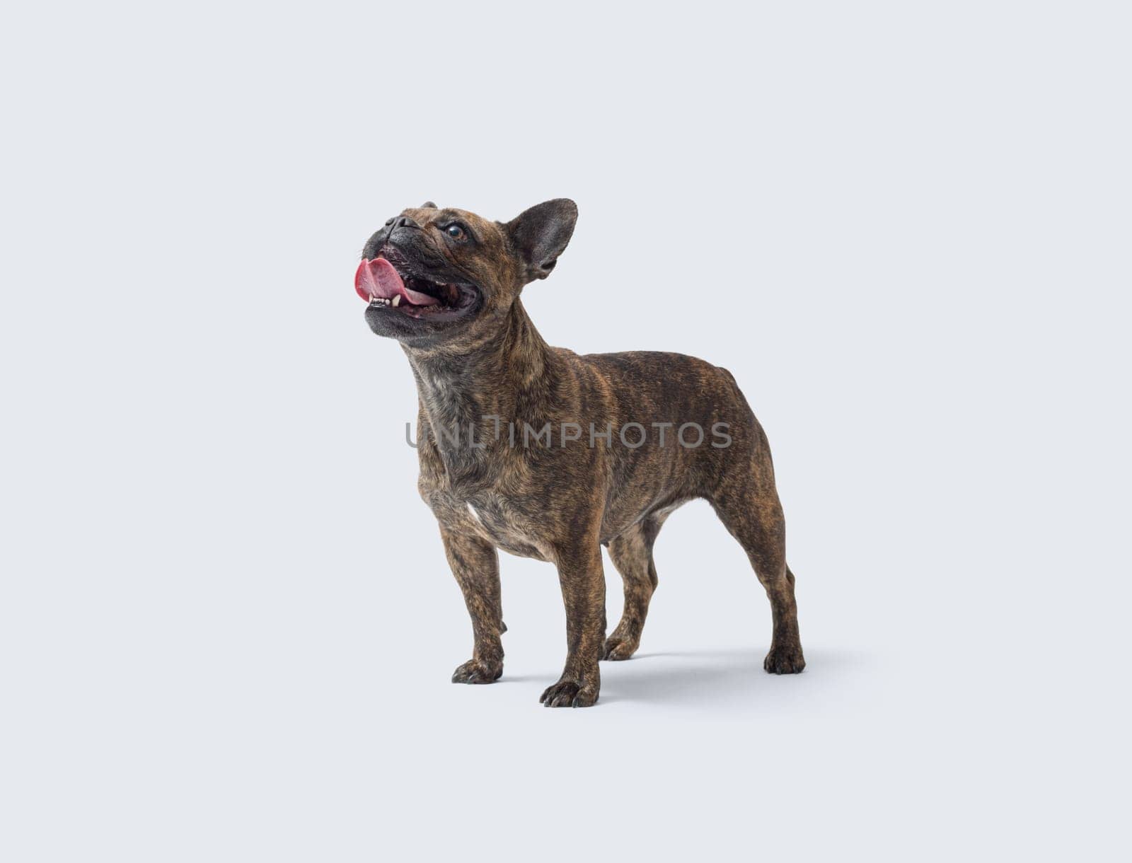 Beautiful confident French Bulldog portrait, the dog is standing and looking up with mouth open