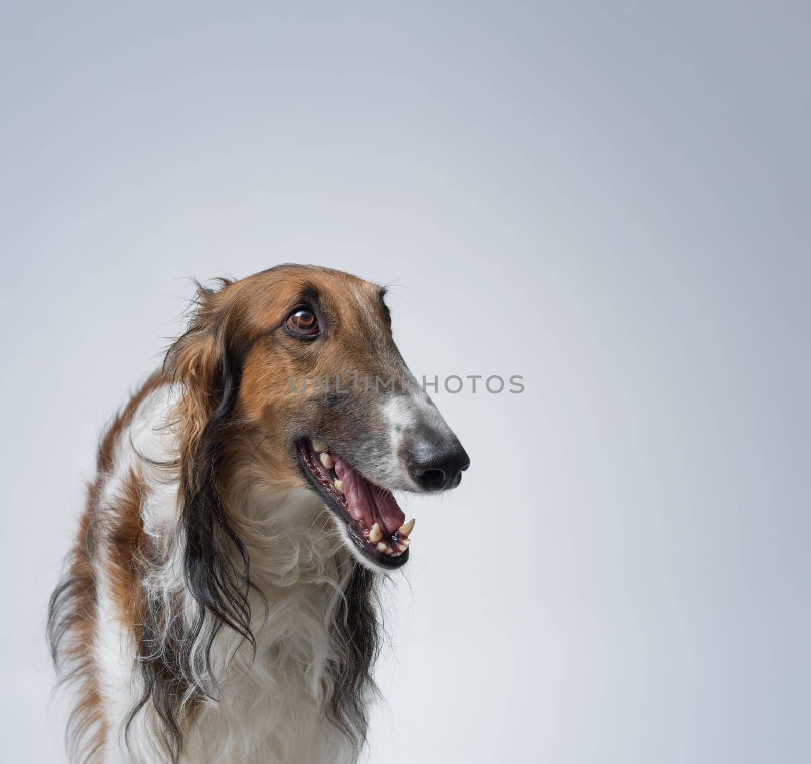 Portrait of a happy healthy Borzoi with mouth open, dog breeds concept
