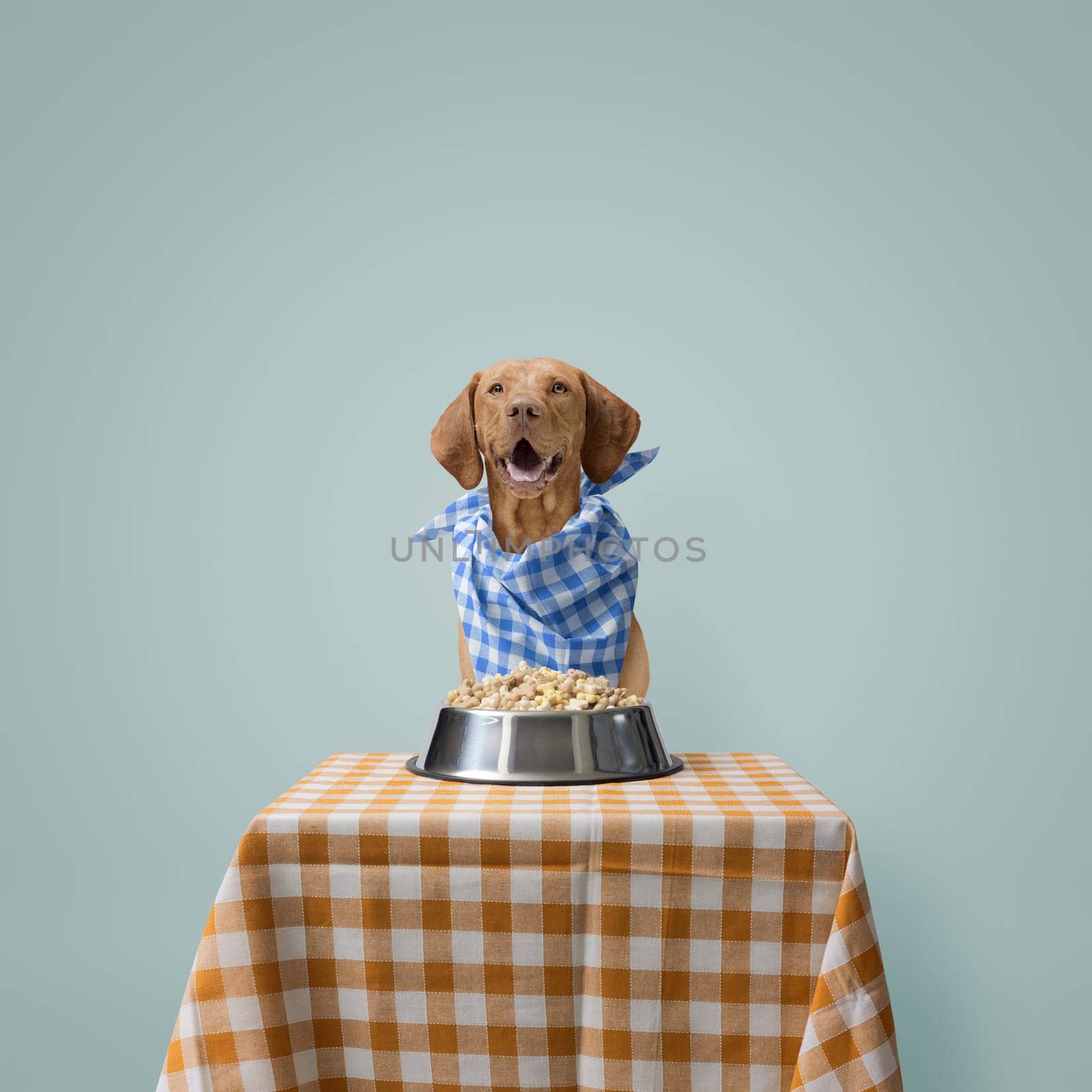 Funny dog wearing a bib and sitting at the table waiting to eat: pet food concept, copy space