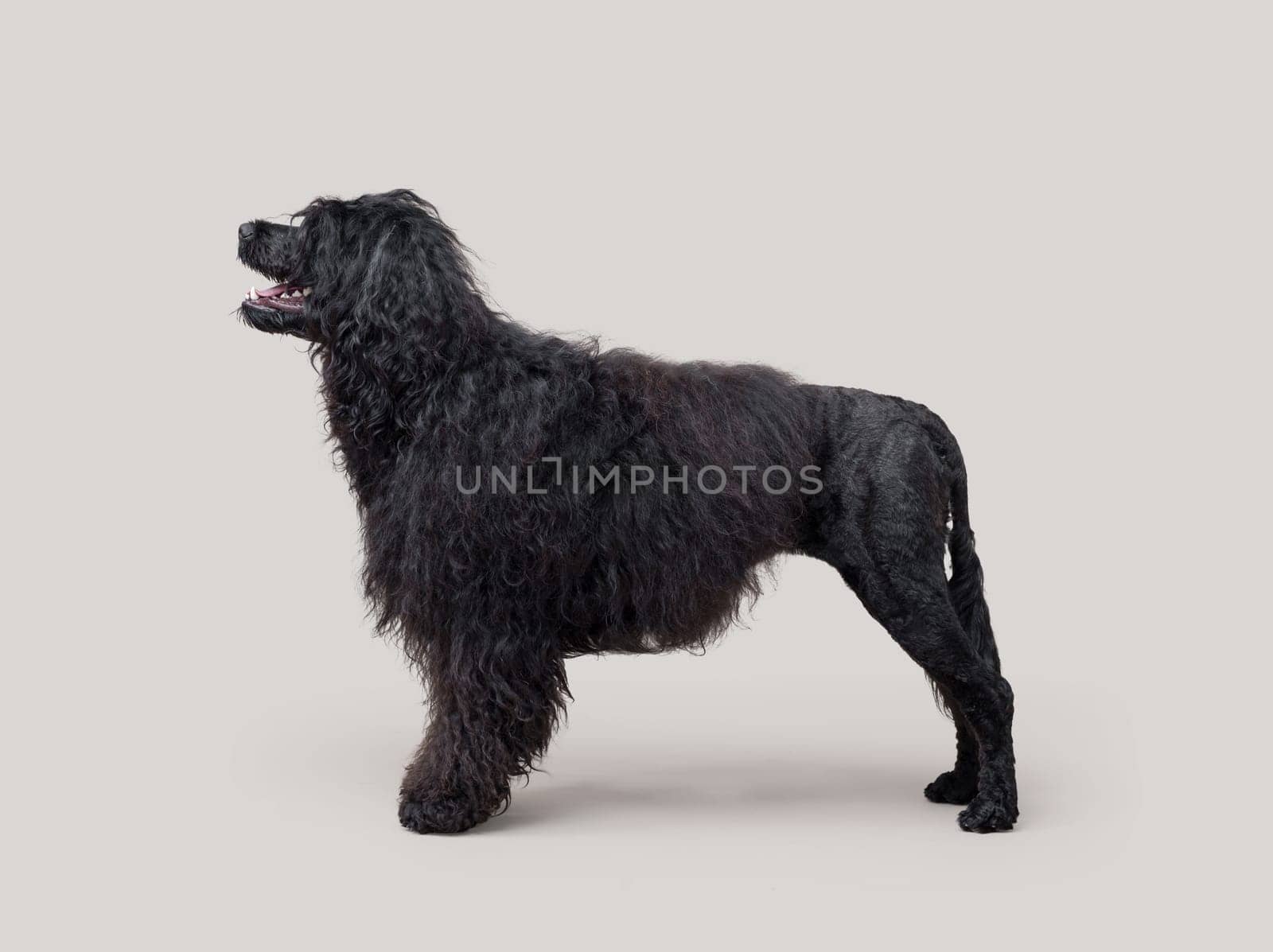 Portrait of a beautiful black Cao de Agua standing, profile view, dog breeds concept