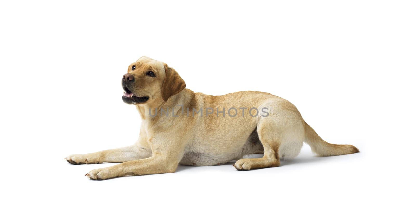 Portrait of Labrador Retriever lying on white background