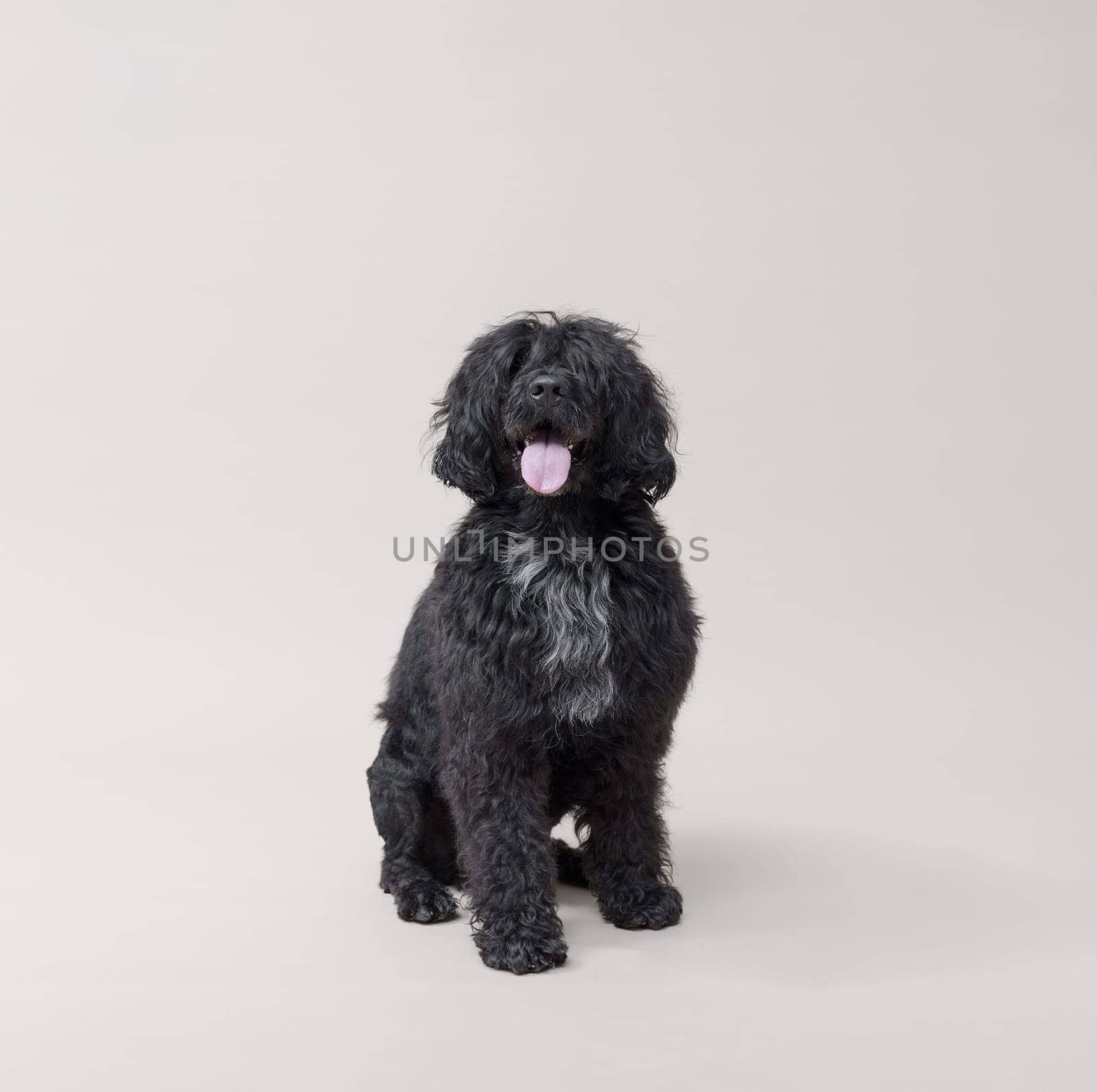 Portrait of a Portuguese Water Dog looking at camera, isolated on white background