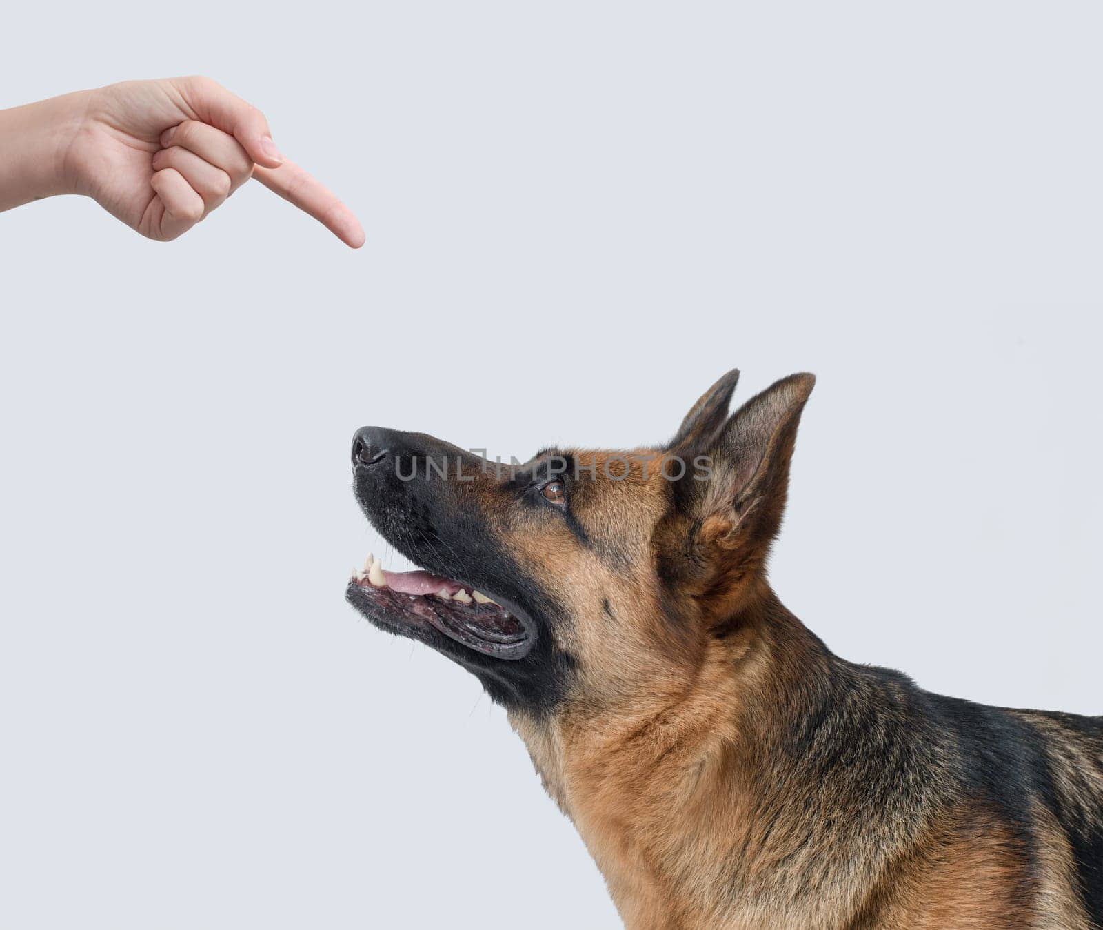 Angry pet owner scolding her naughty dog and pointing with her finger