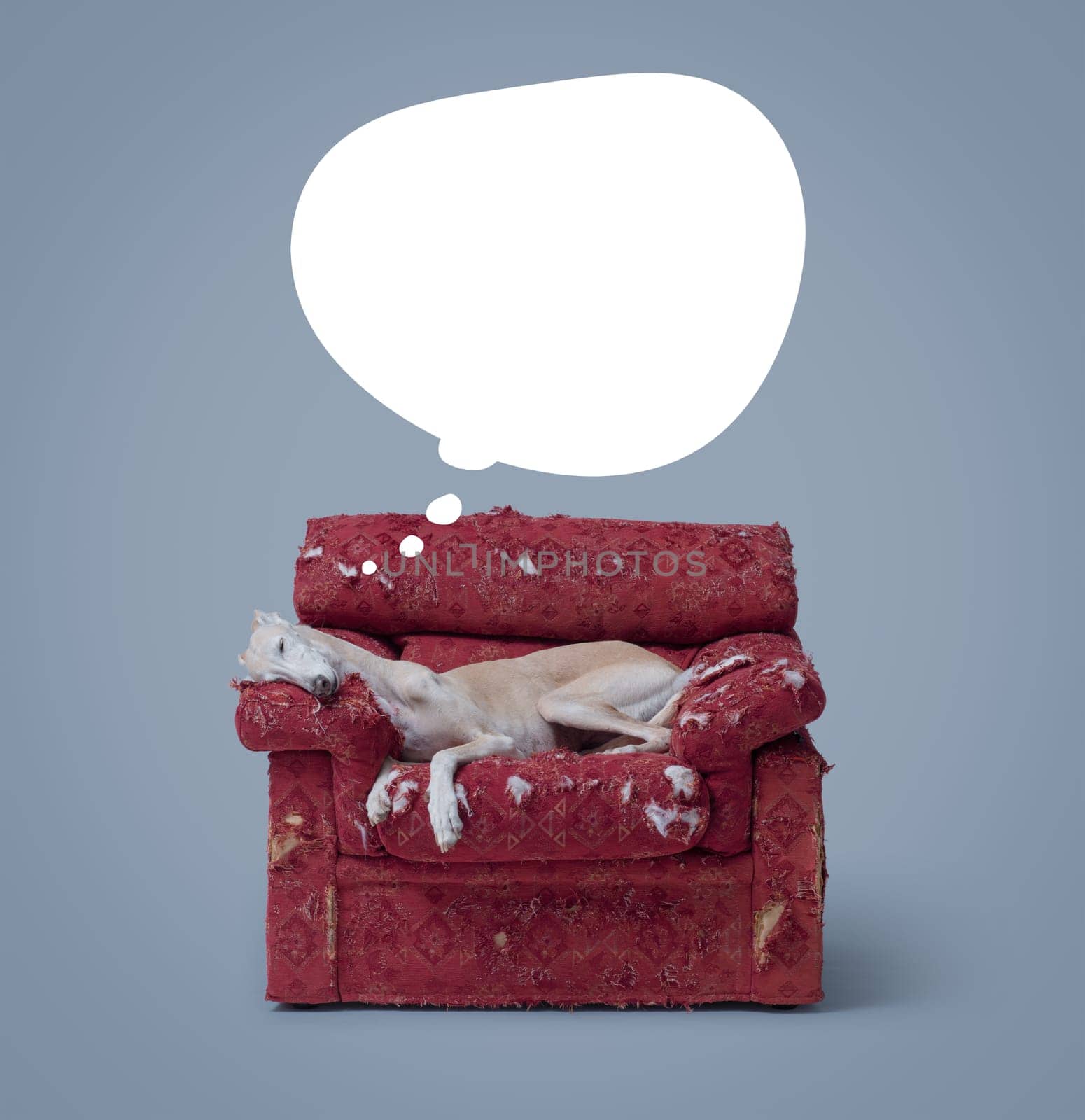 Lovely Galgo Spanish Greyhound sleeping on a ripped armchair and dreaming, thought bubble with copy space, pet lifestyle concept