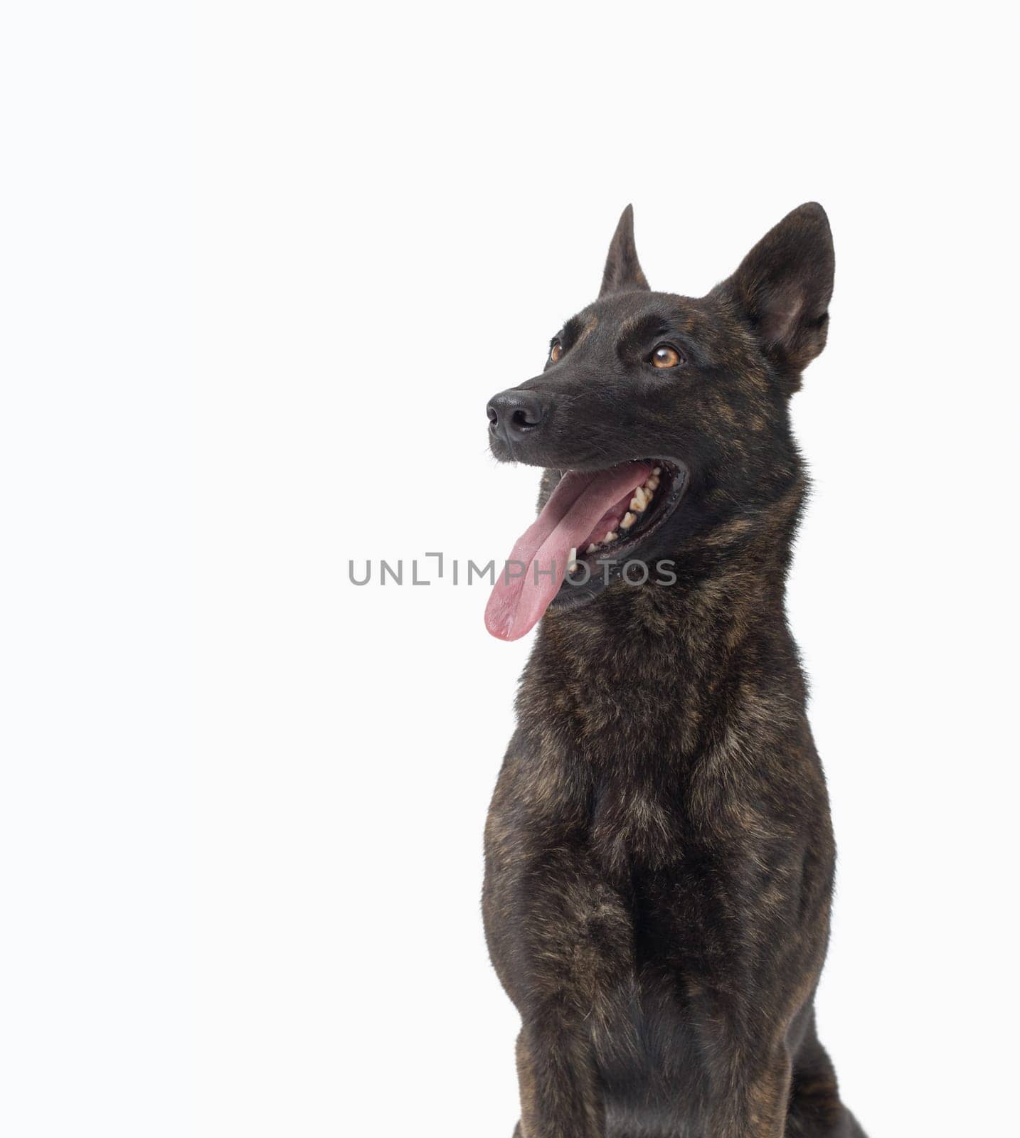 Portrait of a happy dog with mouth open, Dutch sheperd dog breed