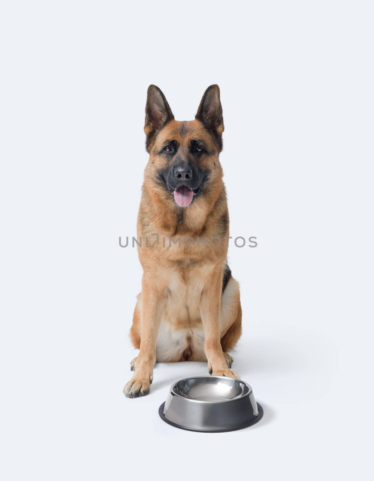 Disappointed hungry dog waiting next to an empty bowl, pet food concept