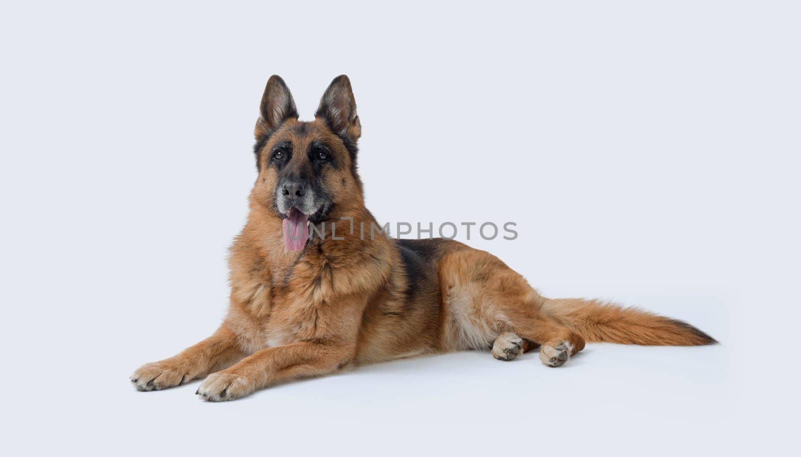 Senior female German Sheperd lying down, dog breeds and pet care concept, isolated on white background