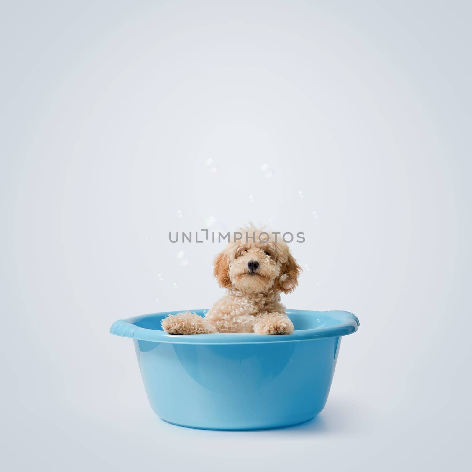 Cute clean Poodle bathing in a plastic basin, pet care and hygiene concept, copy space