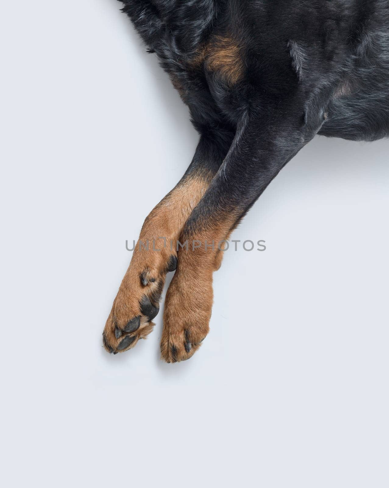 Rottweiler legs and paws close up, isolated on white background
