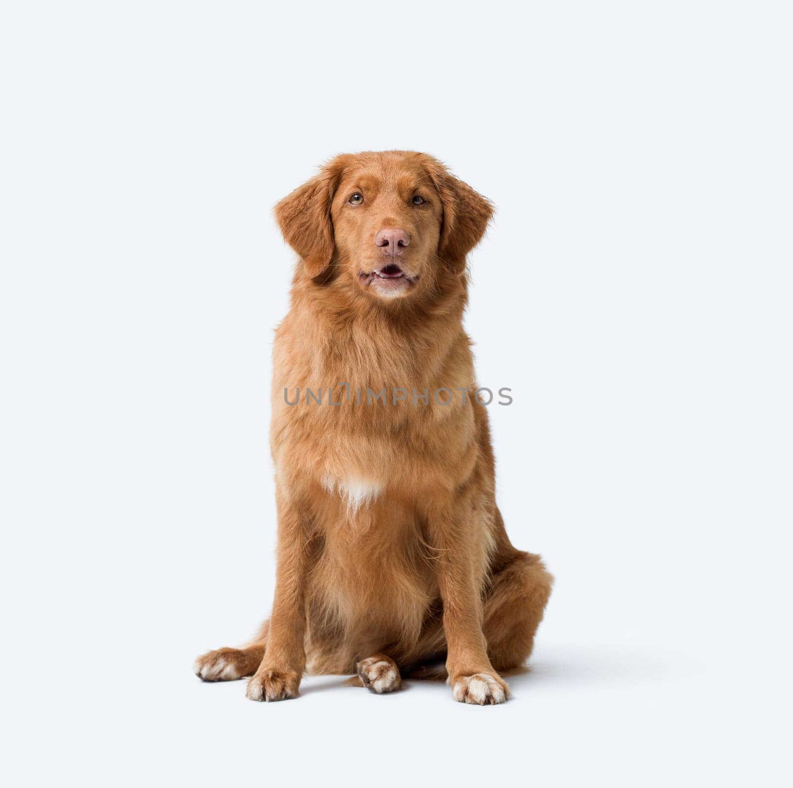 Nova Scotia Duck Tolling Retriever sitting and looking at camera, isolated on white background