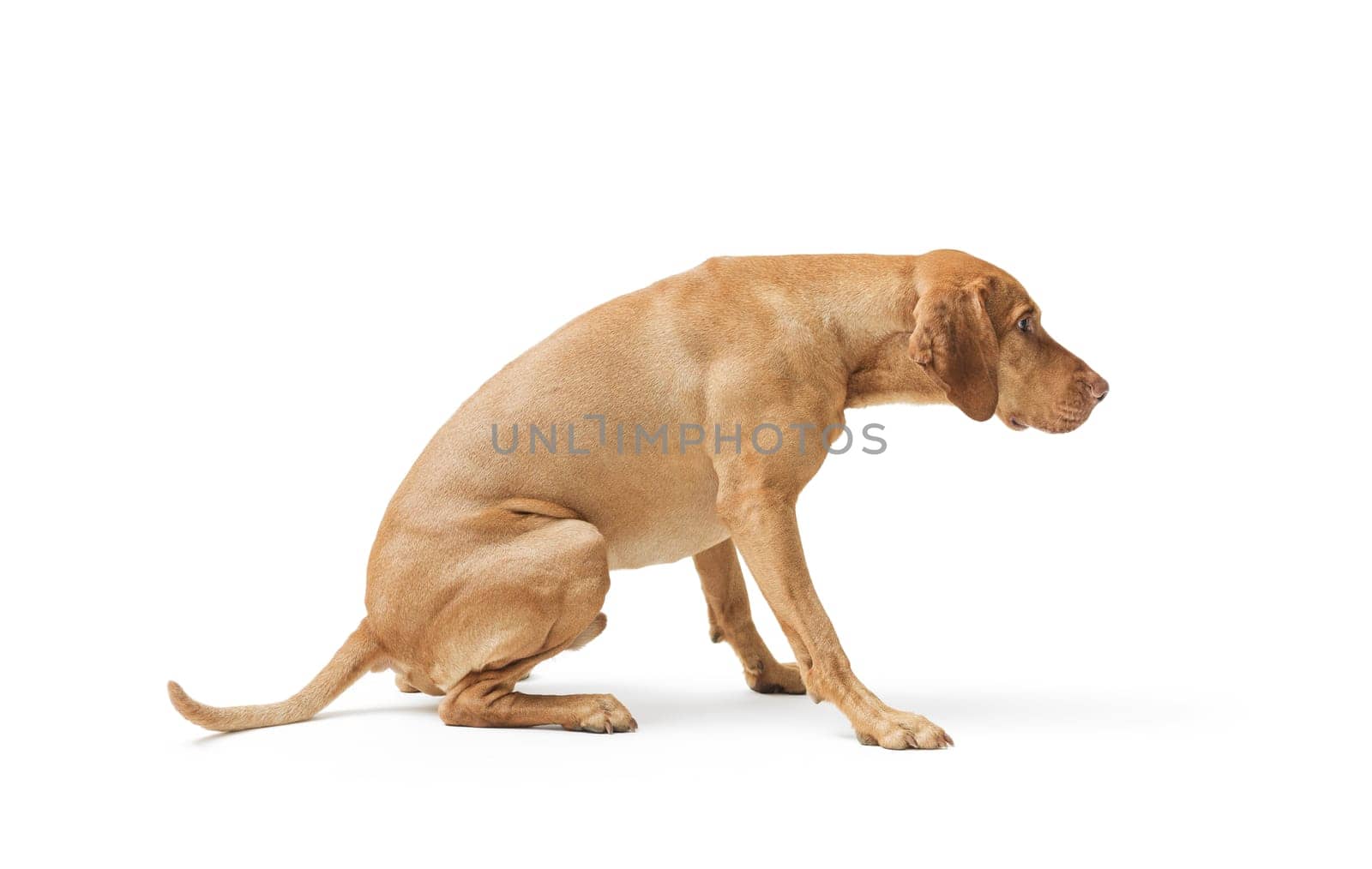 Studio shot of dog hungarian Vizsla sitting 99 isolated on white background