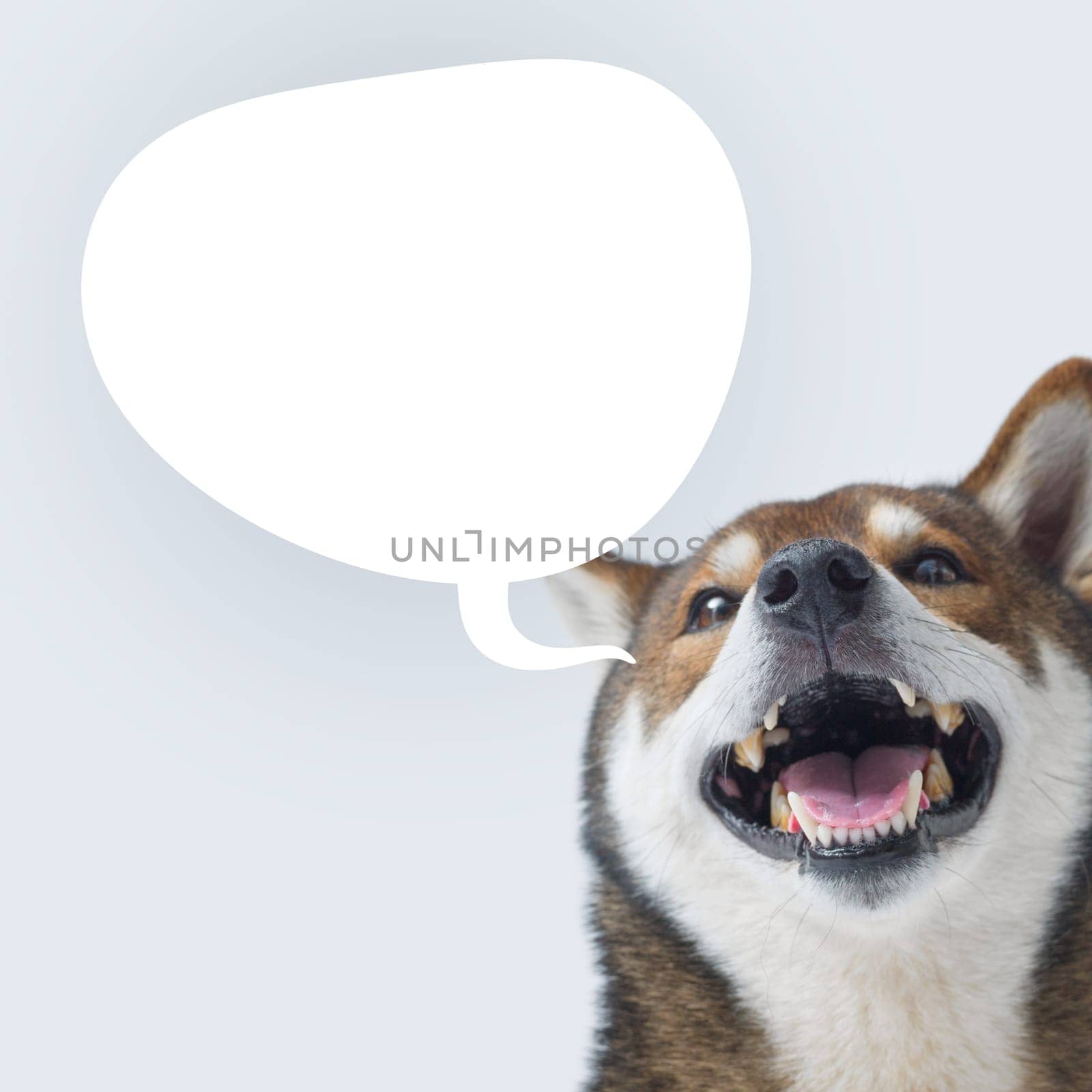 Cheerful dog talking and blank speech balloon, domestic animals speaking concept, Shiba Inu dog breed