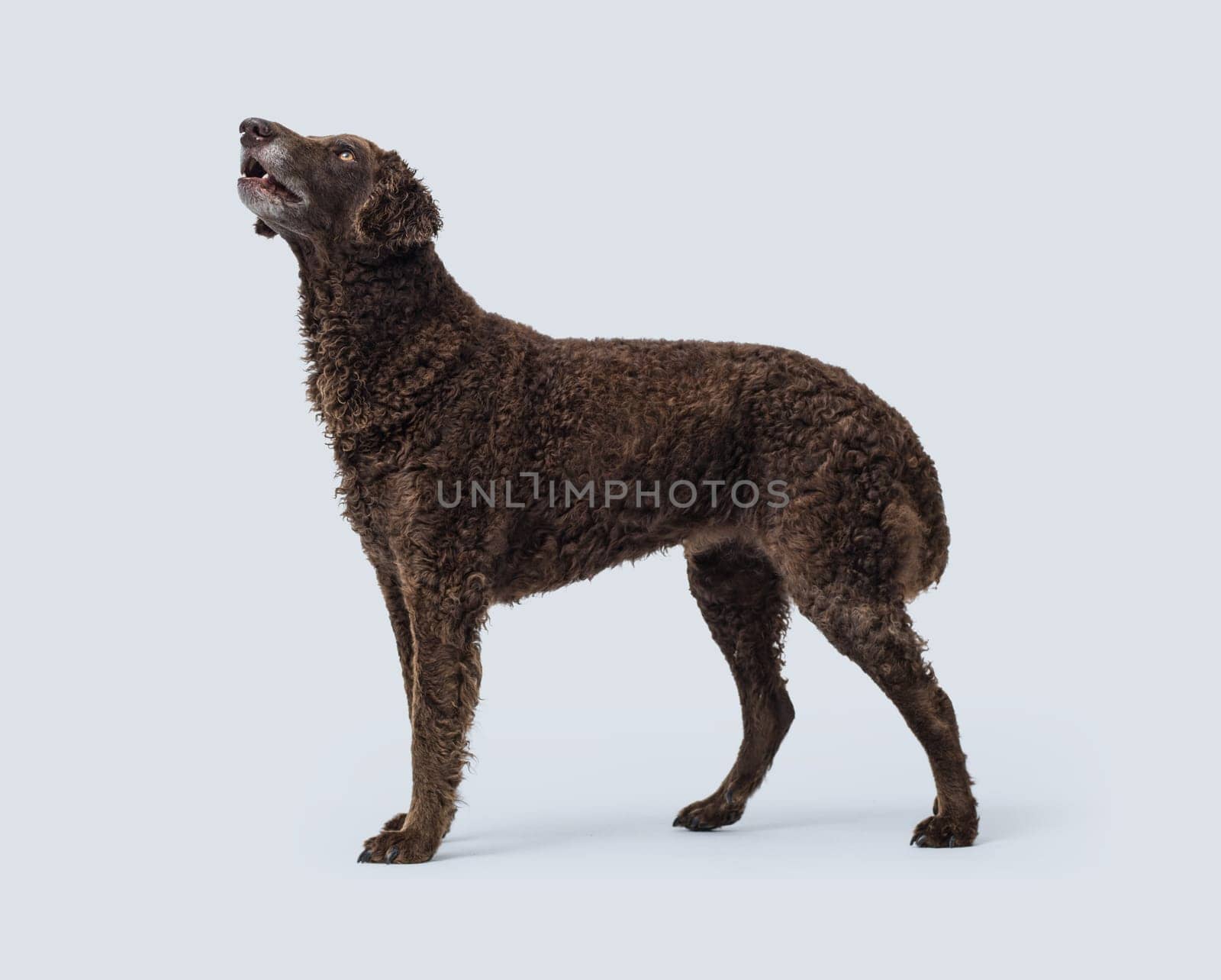 Curly-Coated Retriever standing profile view, dog breeds concept, isolated on white background