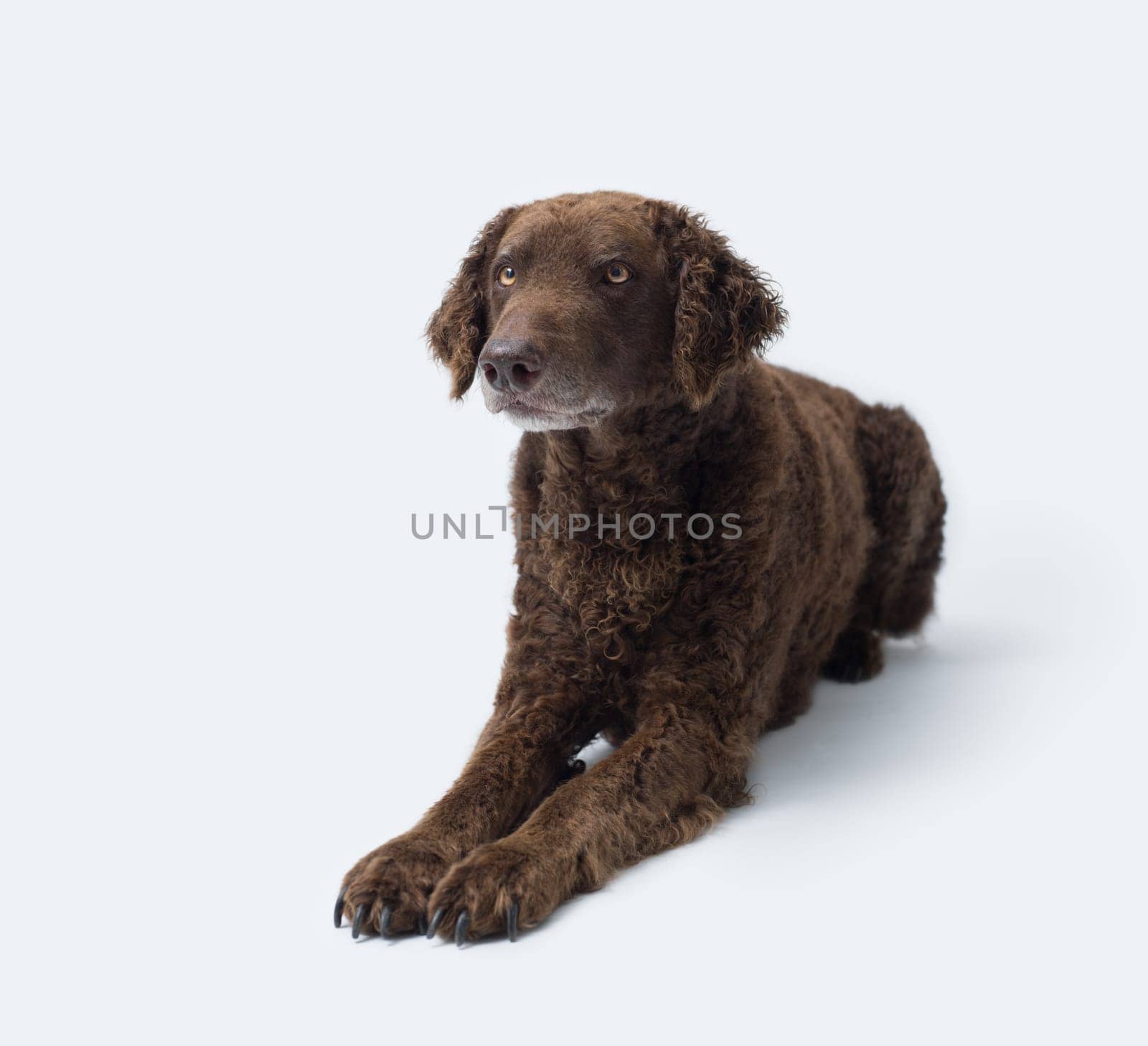 Lovely Curly-Coated Retriever lying down, isolated on white background, dog breeds concept