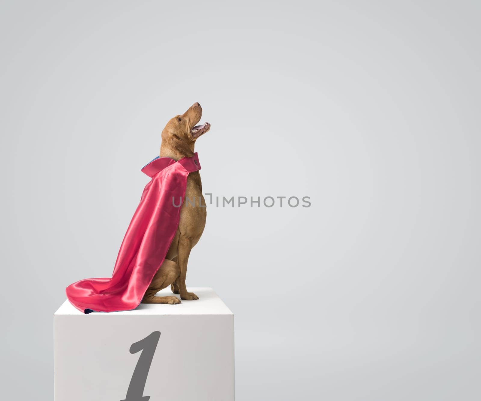 Happy beautiful winner dog wearing a cloak, sitting on the podium and looking up, copy space