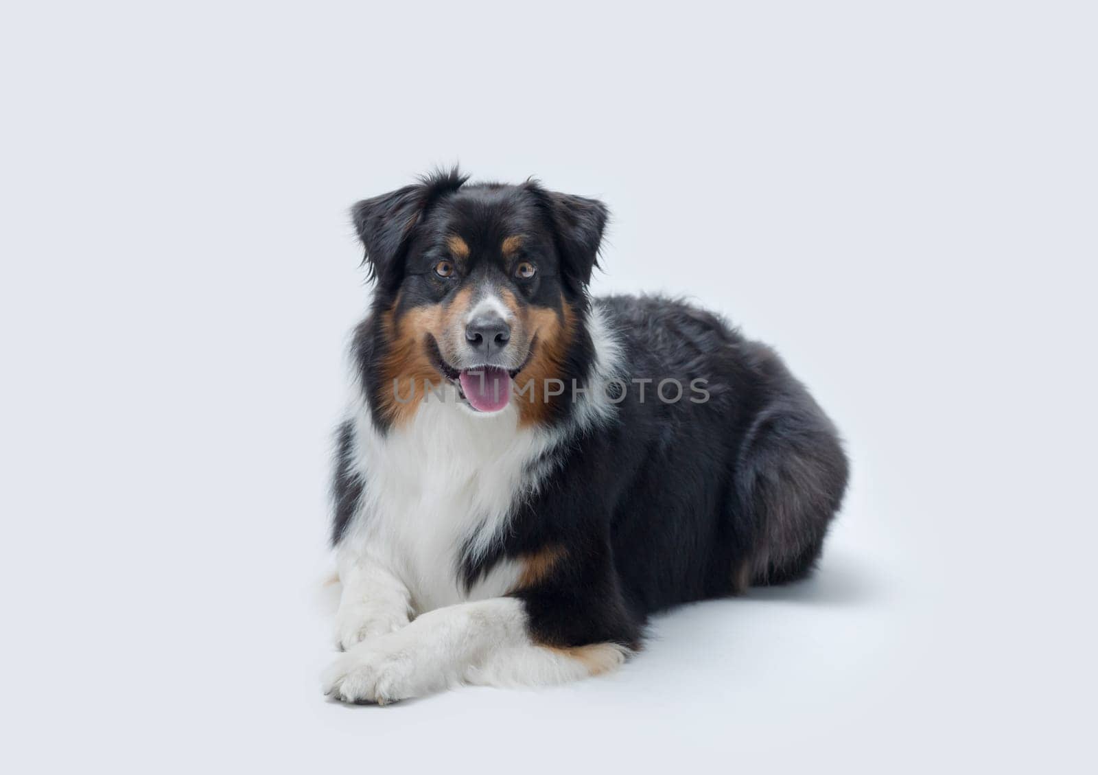 Portrait of a beautiful happy Australian Sheperd lying down, dog breeds concept
