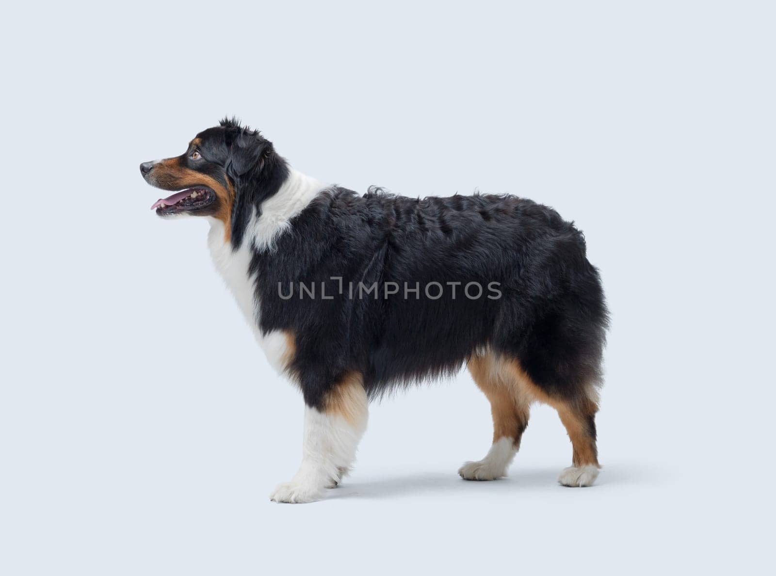 Confident dog posing on white background, Australian Sheperd dog breed
