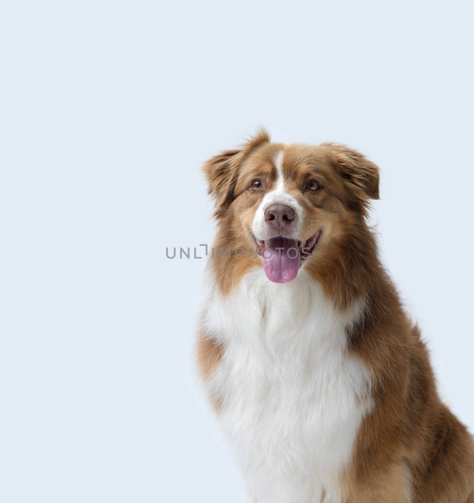 Portrait of a cute happy dog looking at camera, Australian Sheperd dog breed, isolated on white background