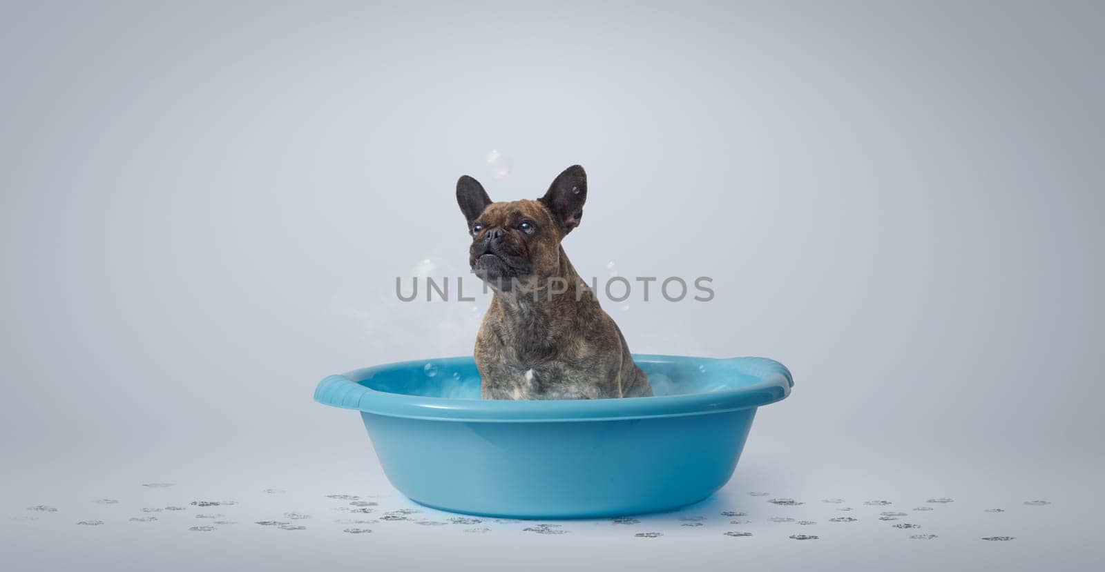 Funny French Bulldog sitting in a plastic basin and taking a bath, pet care and hygiene concept, copy space