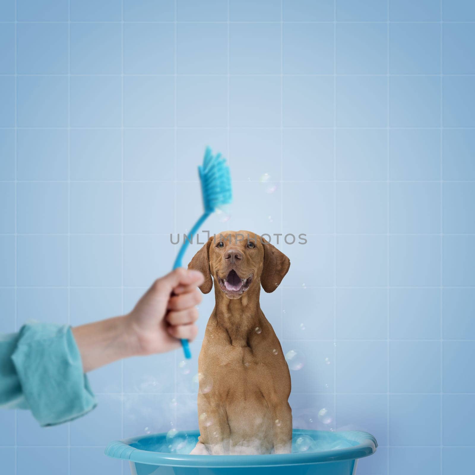 Pet owner washing the dog with a dish brush, pet care and hygiene concept, copy space