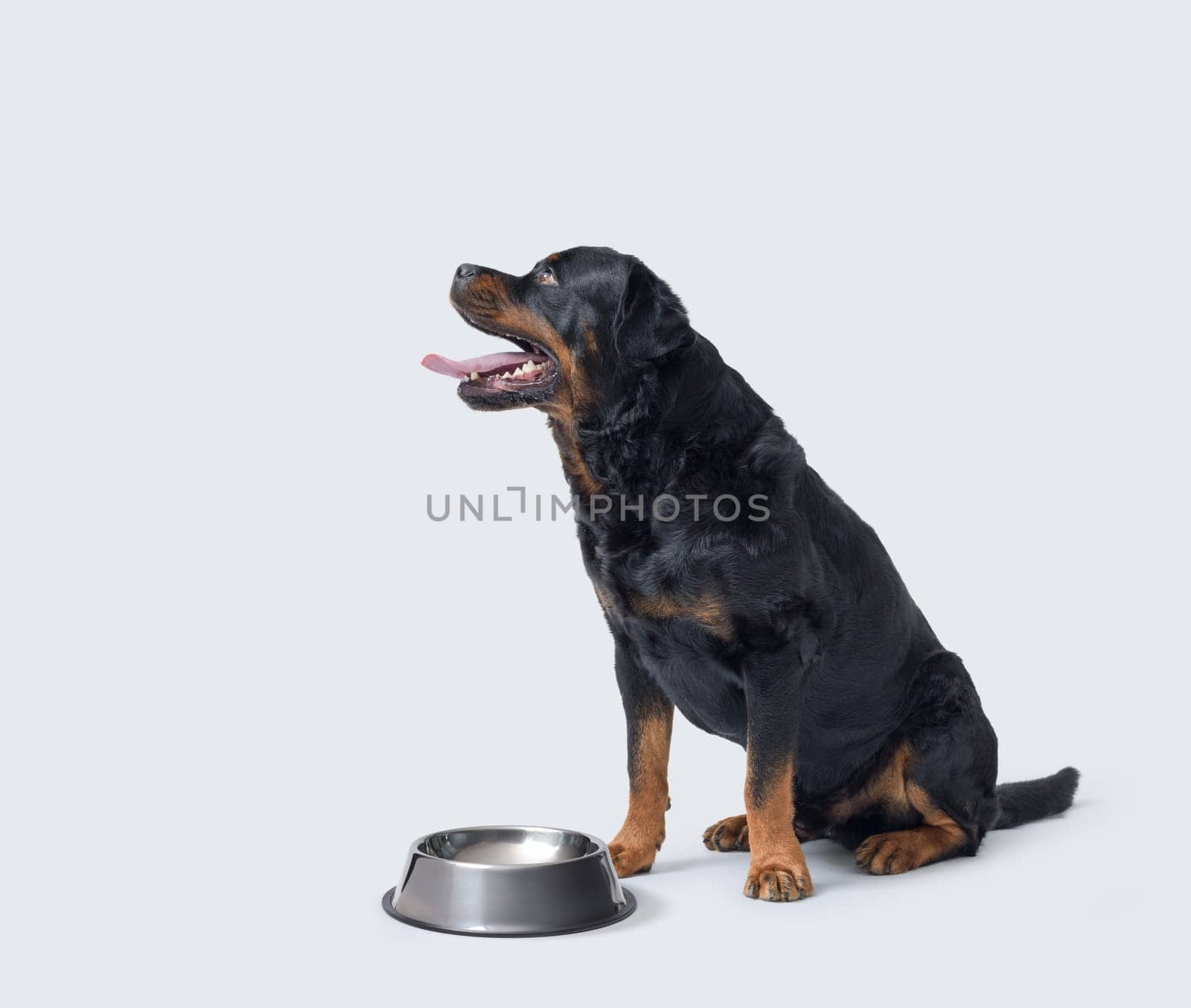 Hungry Rottweiler sitting next to an empty food bowl, pet care concept