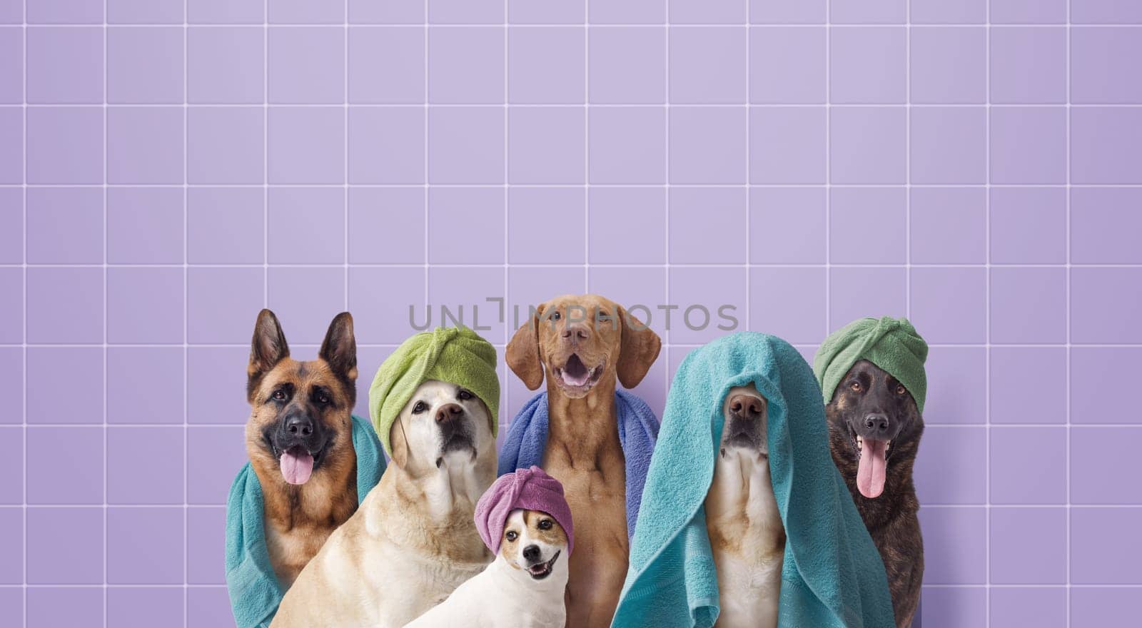 Group of various breeds of dogs having a bath together, dog grooming and hygiene concept, copy space