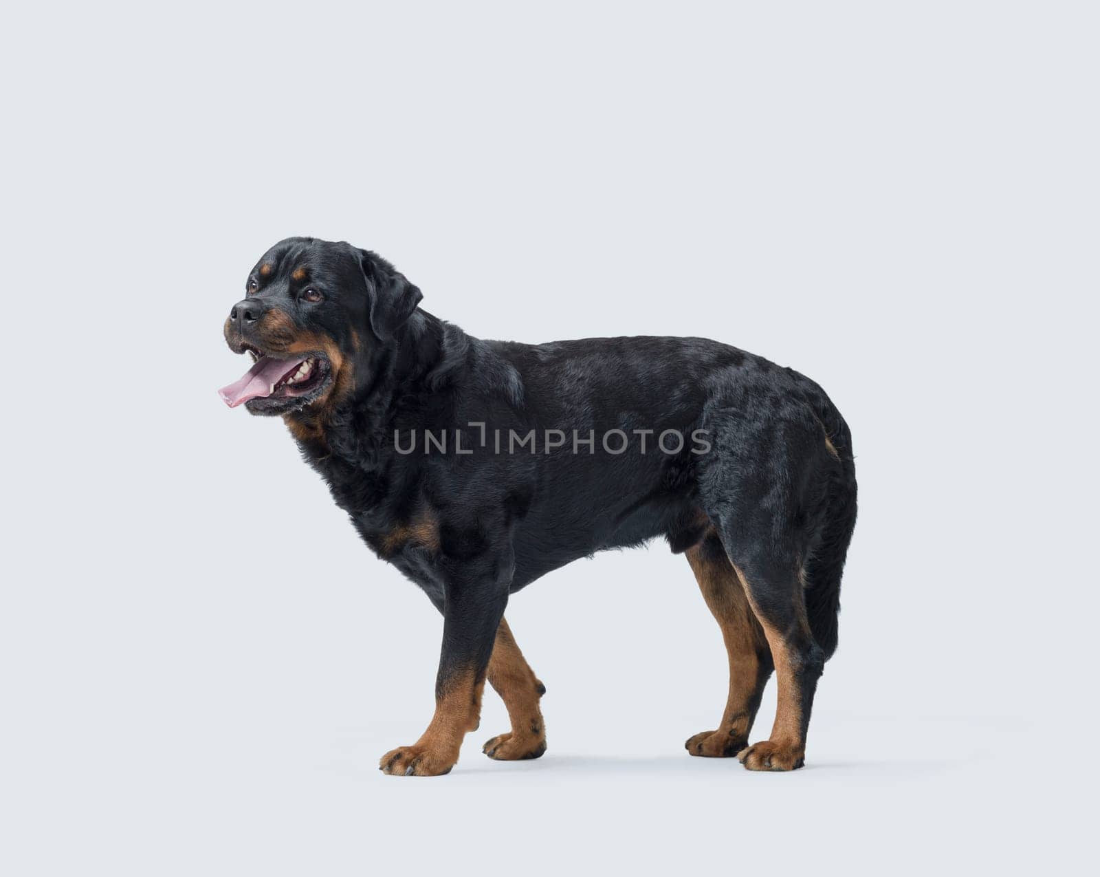 Beautiful healthy Rottweiler standing and looking away, side view, dog breeds concept