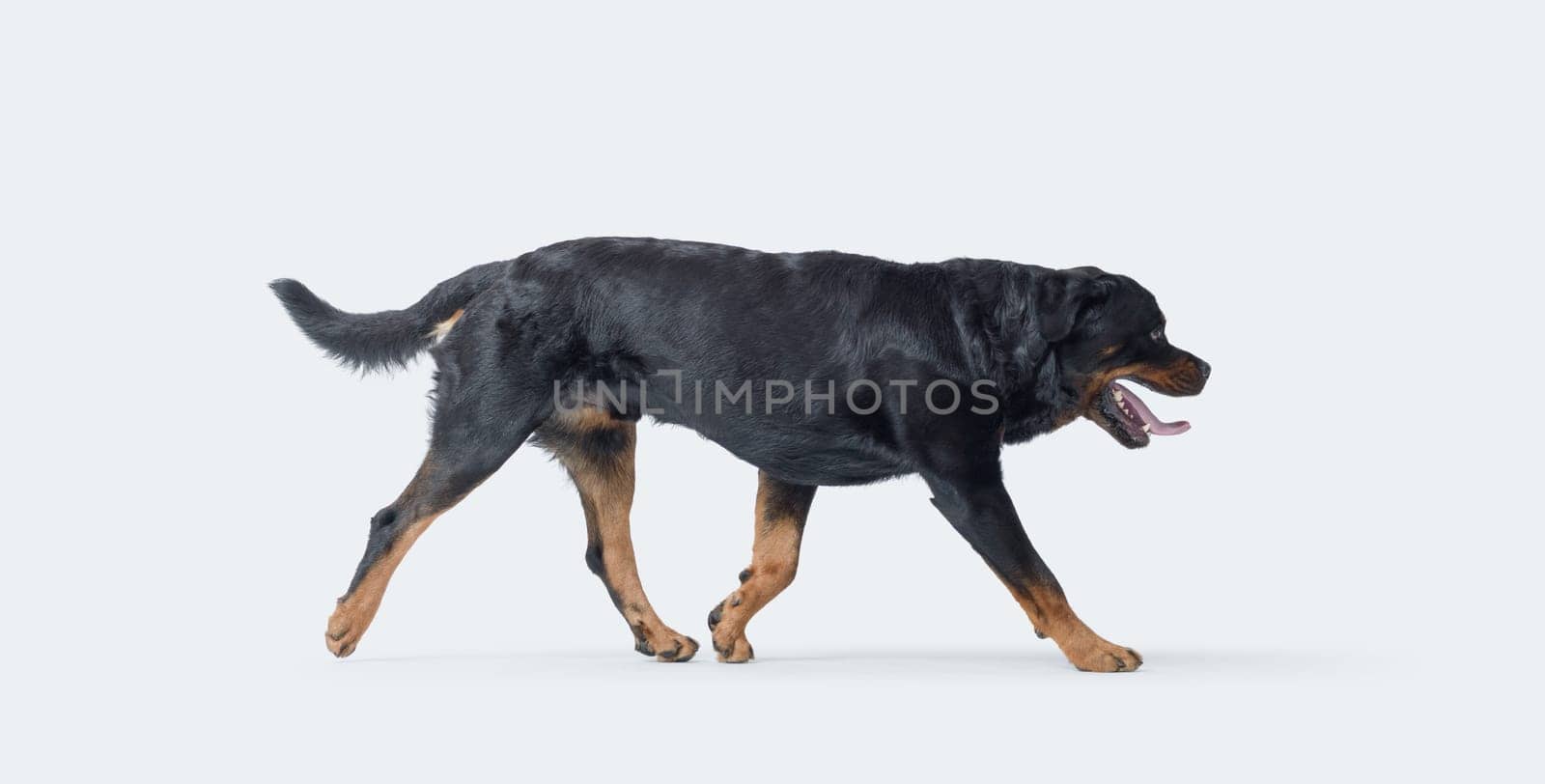 Beautiful dog walking, side view, Rottweiler dog breed