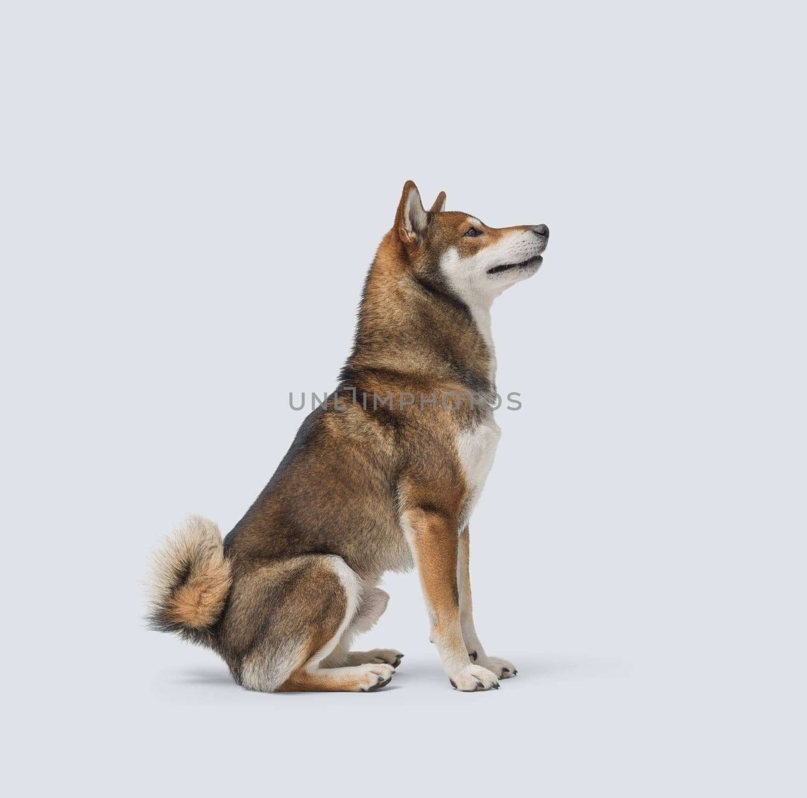 Portrait of a beautiful Shiba Inu sitting on white background, side view, dog breed concept