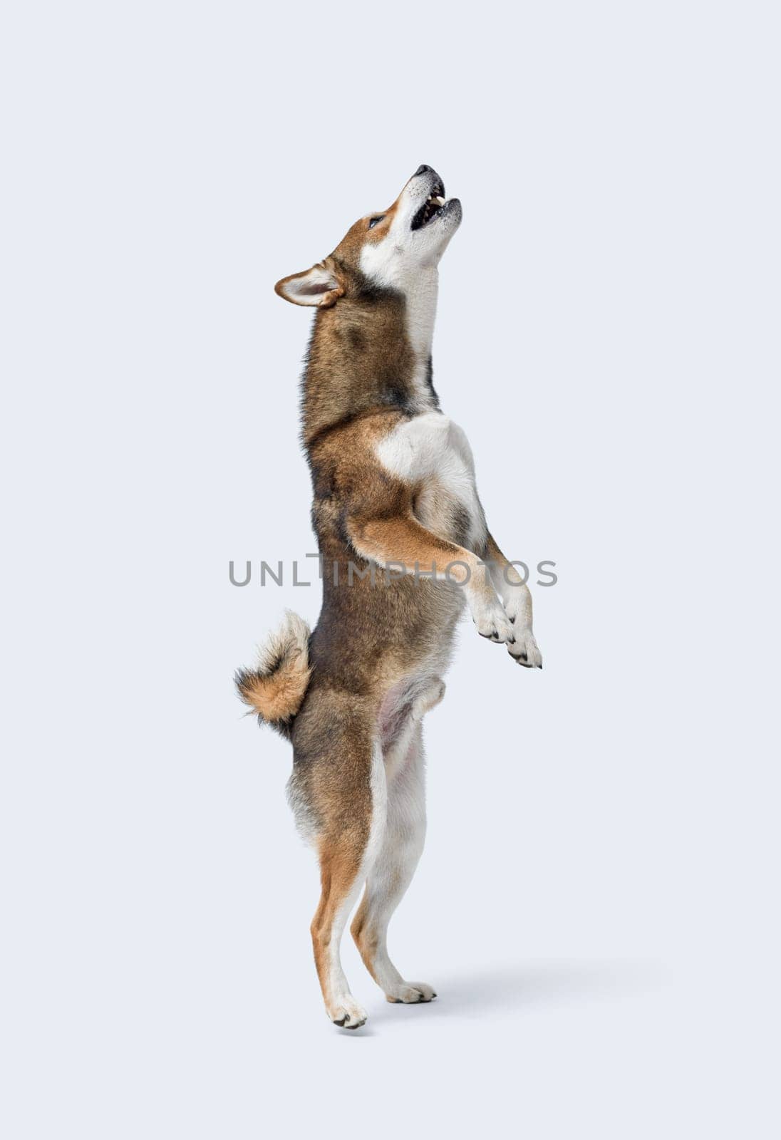 Agile dog standing on its hind legs, Shiba Inu dog breed