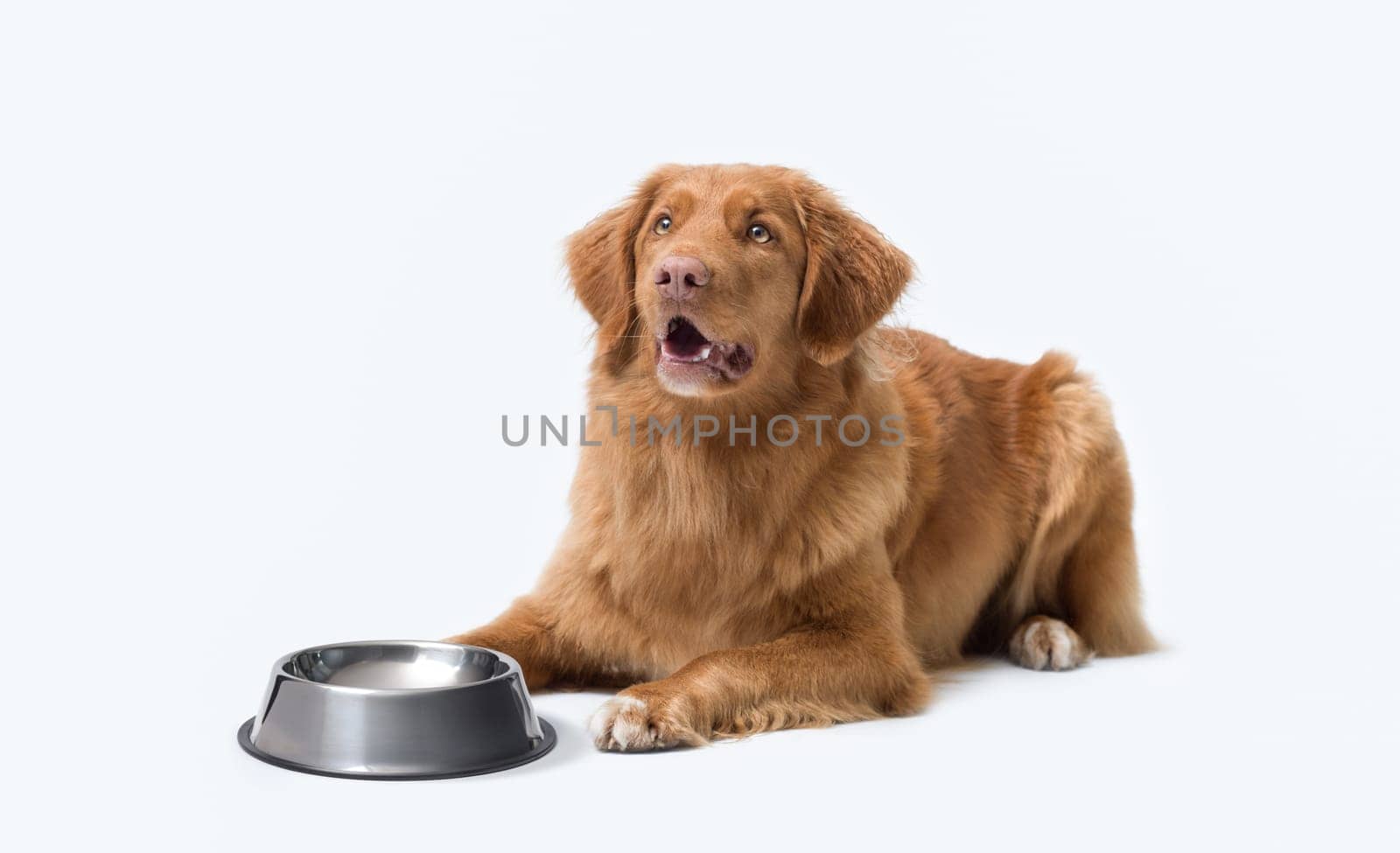 Worried hungry dog waiting next to an empty bowl, pet food concept