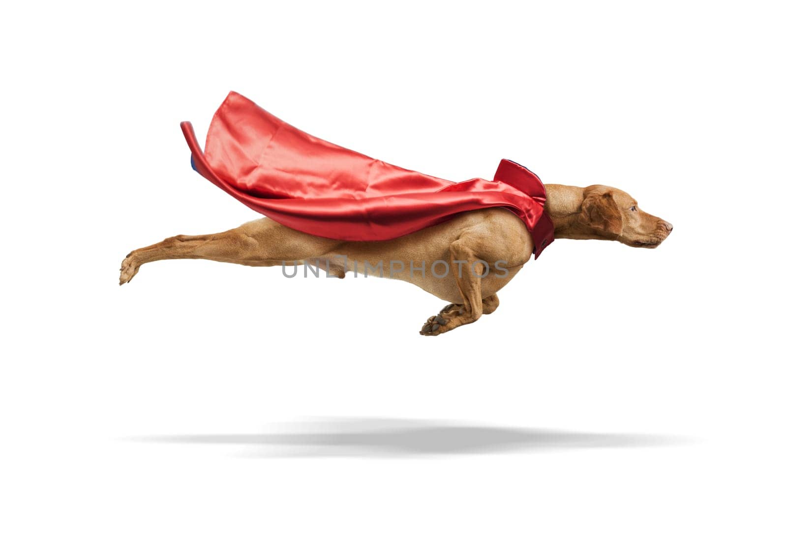 Superdog Vizsla in red superhero cape  flying isolated on white background