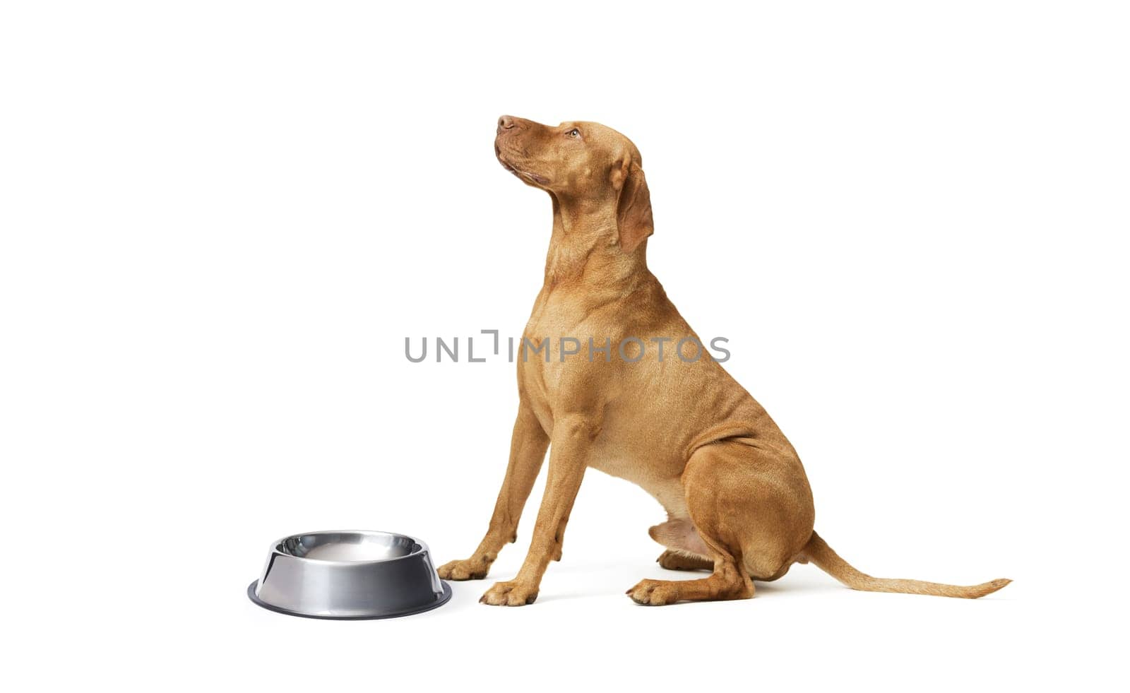 Sad hungarian Vizsla dog next to a empty bowl on white background