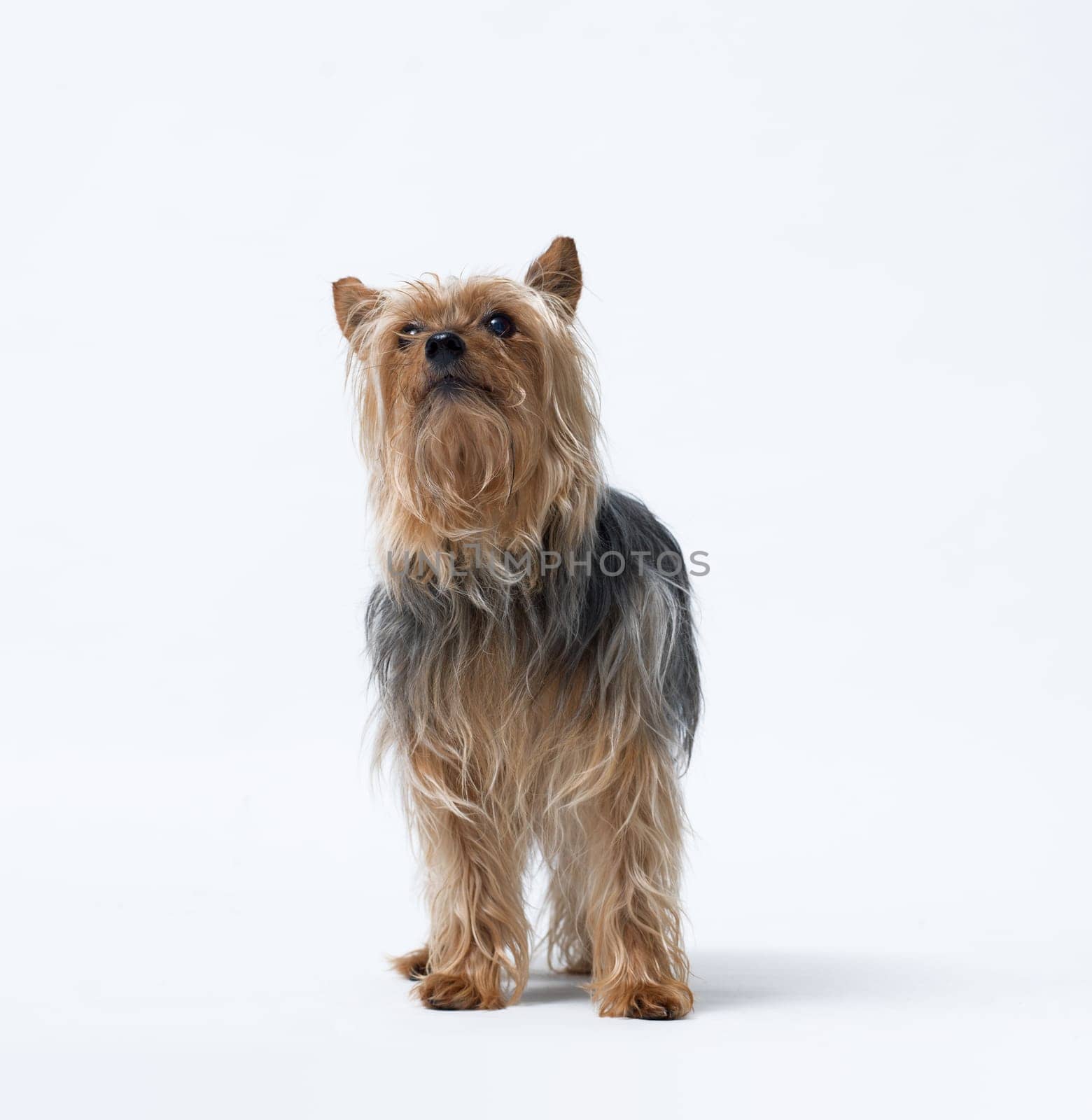 Portrait of a senior female Yorkshire Terrier dog front view, isolated on white background