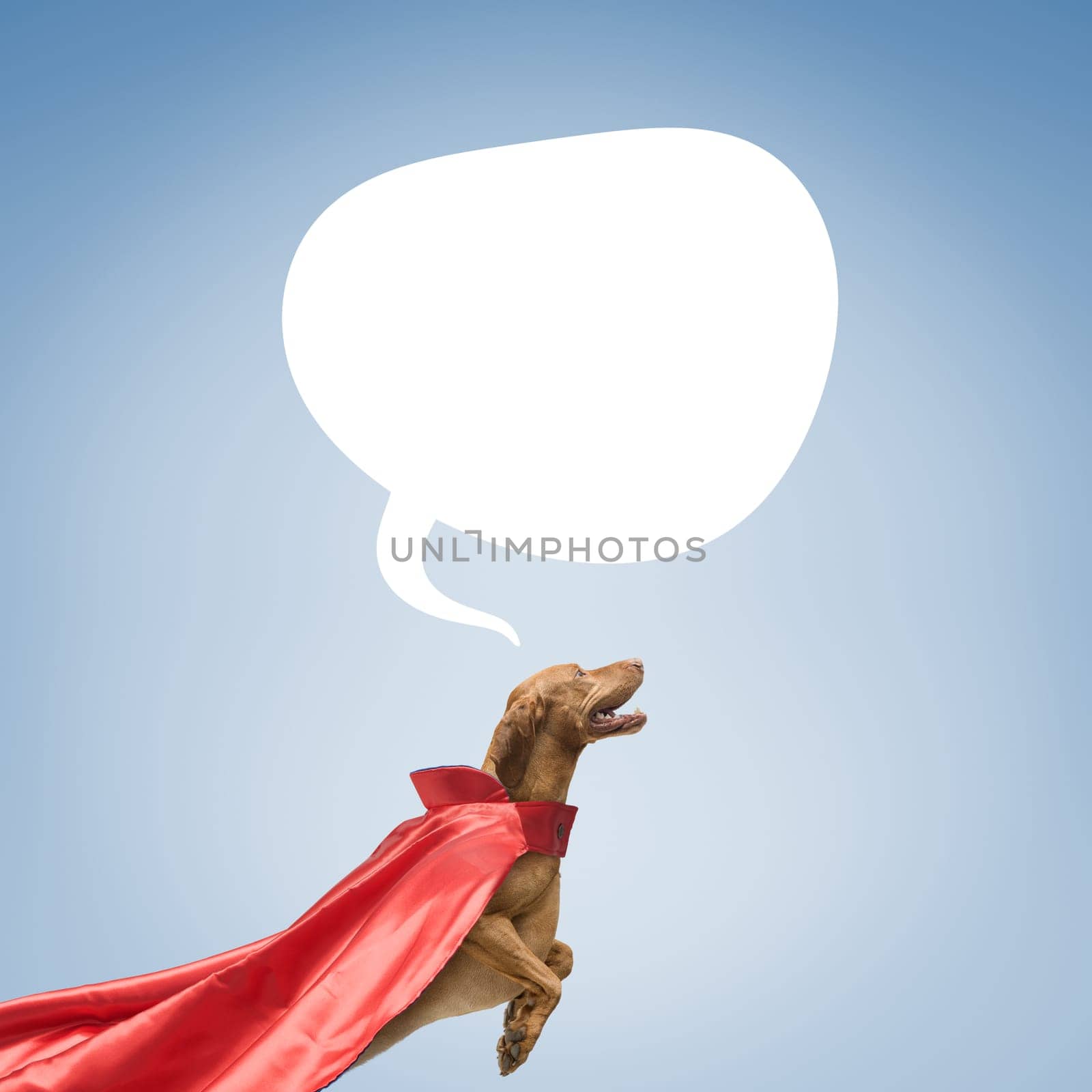 Cute funny superhero dog with a cloak and speech balloon with copy space