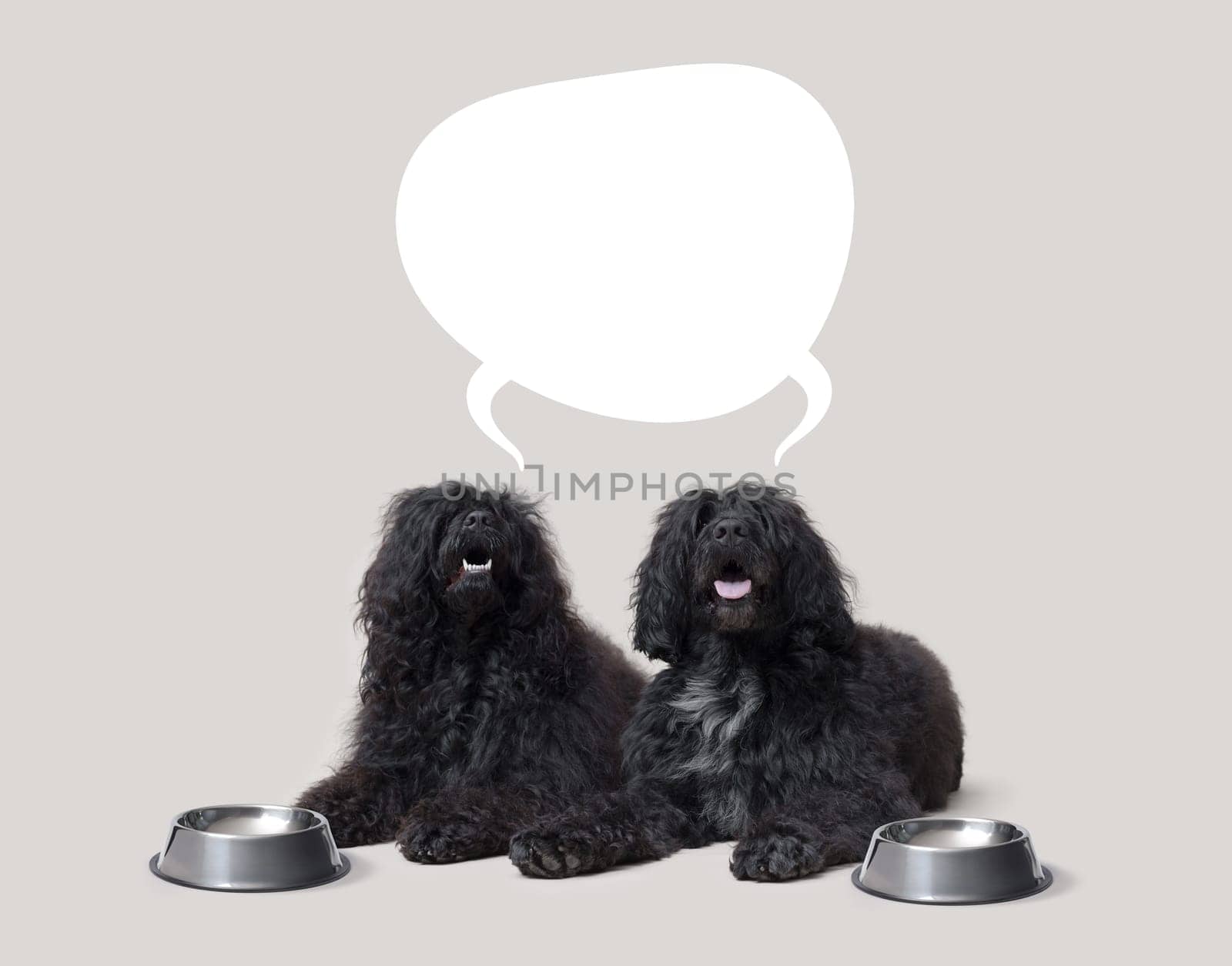 Hungry large dogs lying down and asking for food, bubble speech with copy space