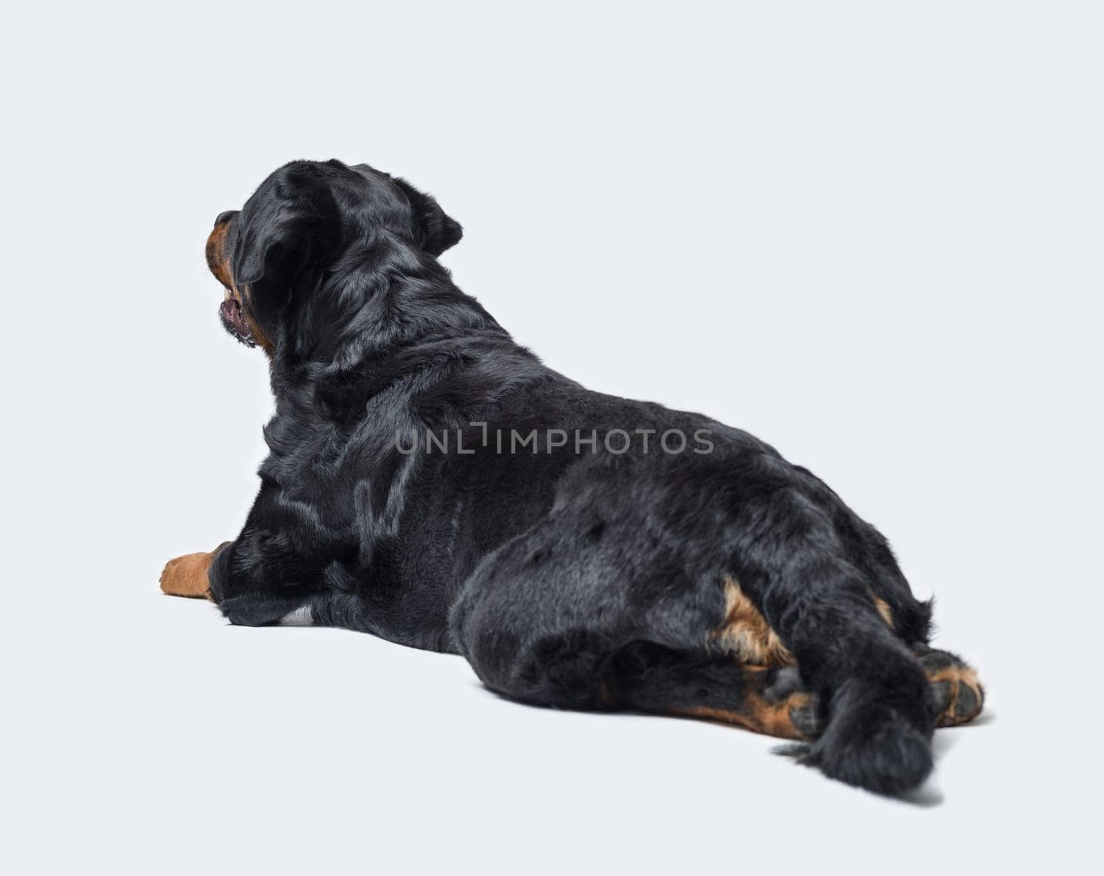 Beautiful relaxed Rottweiler lying down back view, dog breeds and pet care concept