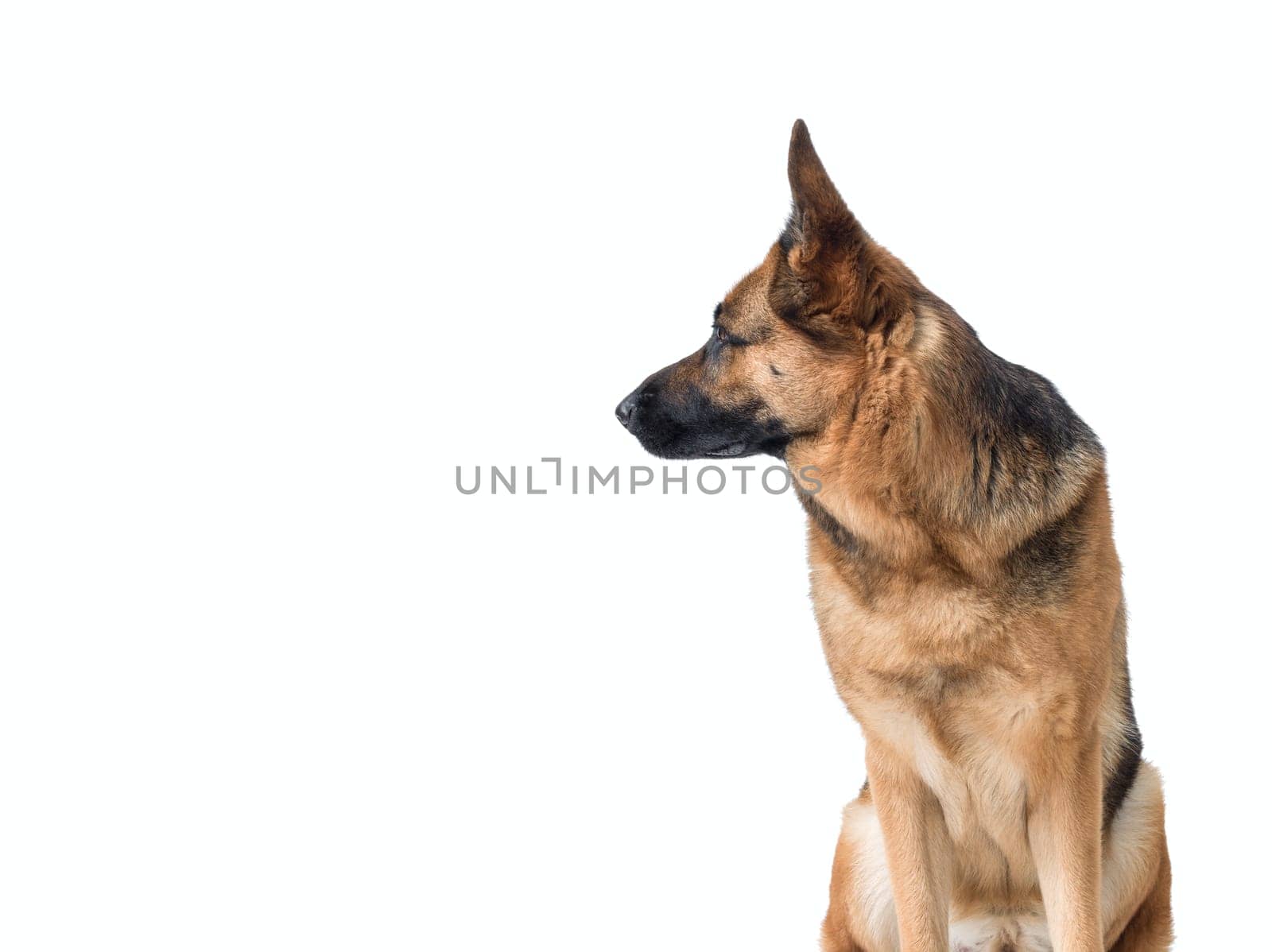 German Sheperd looking at its side, isolated on white background, copy space