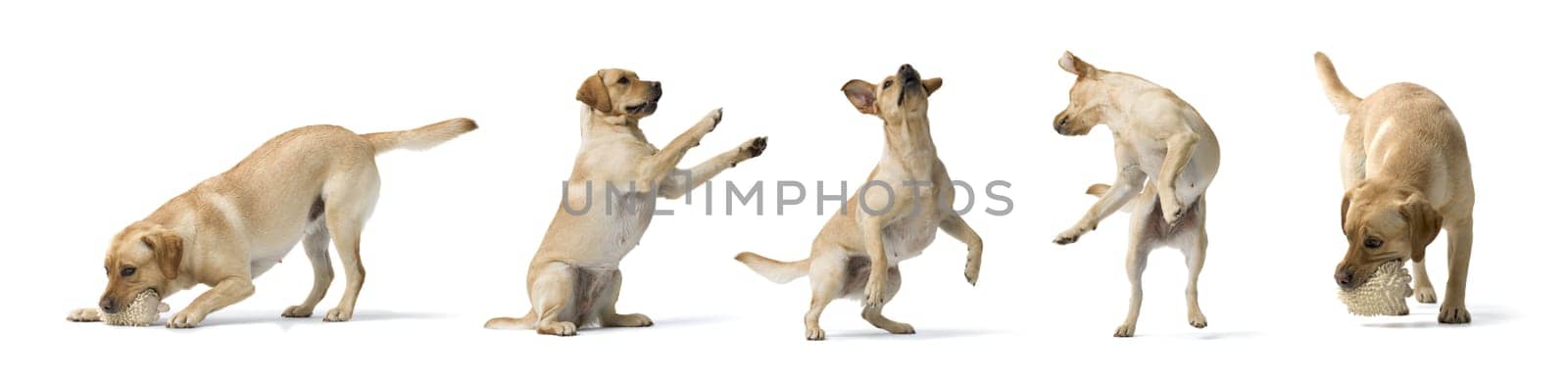 Collage with photos of Dogs Labrador Retriever in different poses, cute dog on white background. 