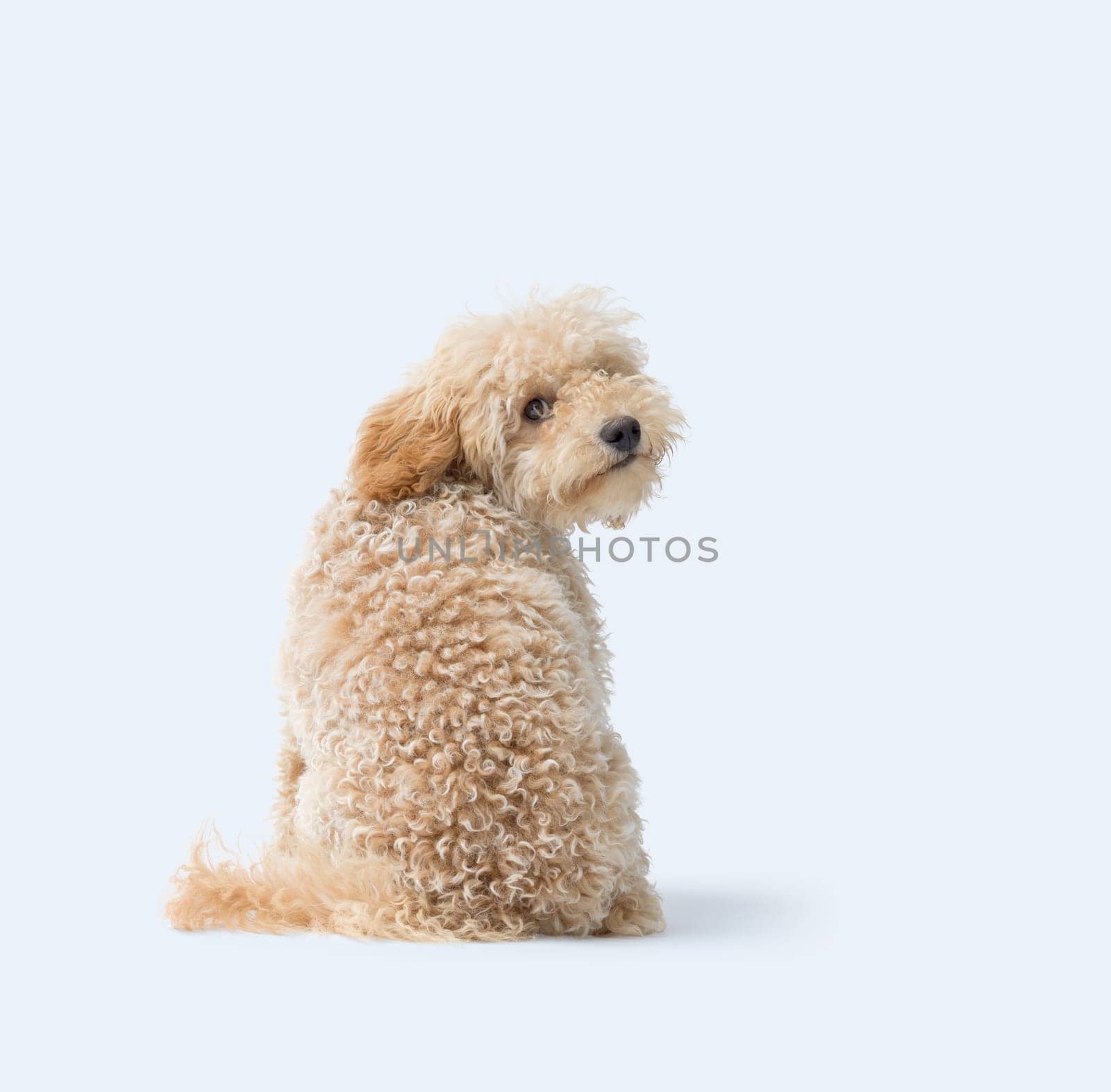 Lovely Poodle sitting and looking back at camera, isolated on white background