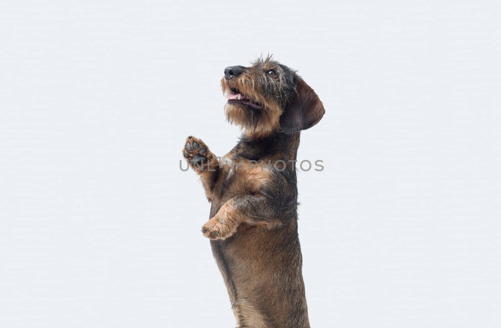 Portrait of a cute wire-haired Dachshund standing on his hind legs and looking up