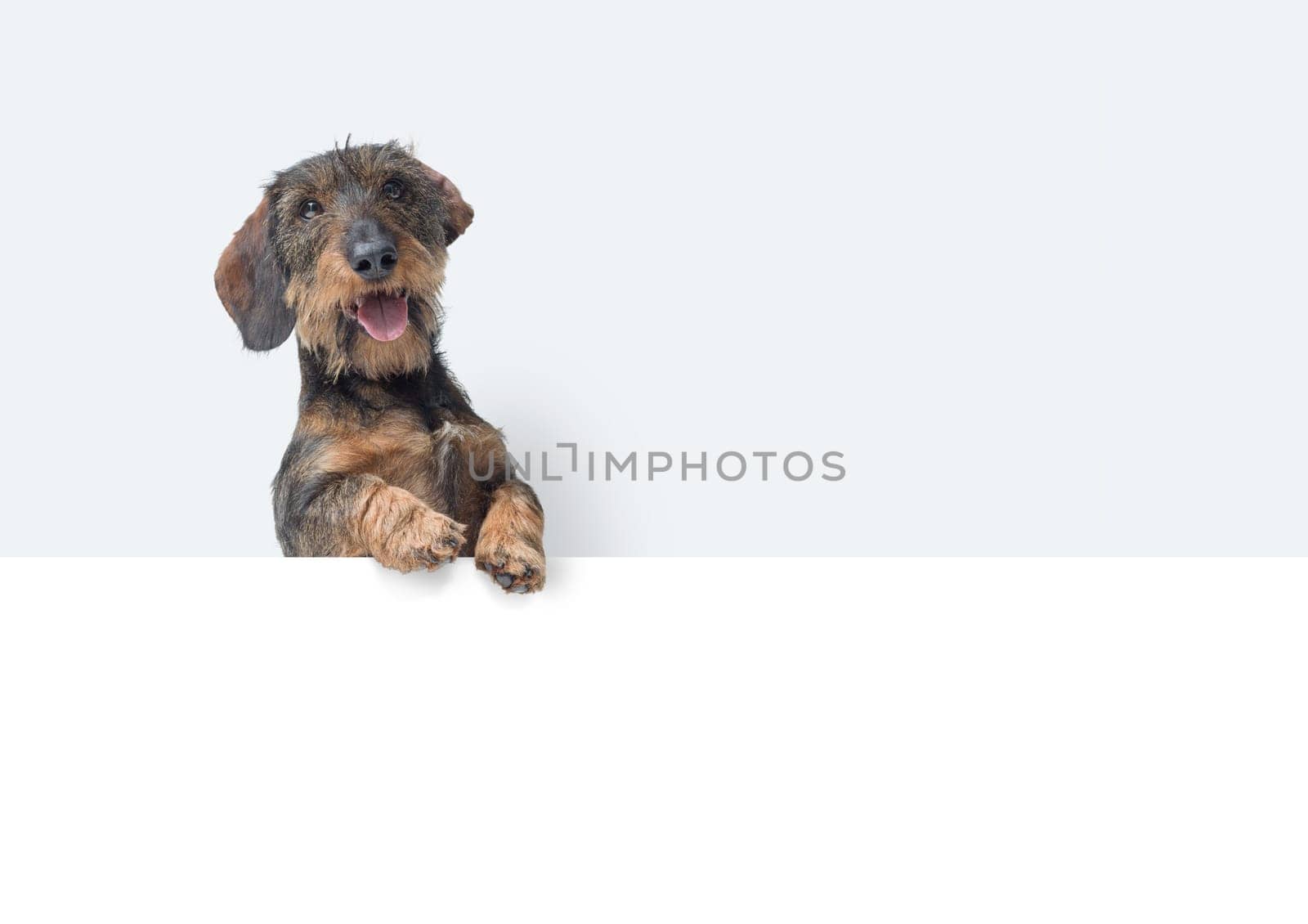 Happy dog looking and camera and leaning on a white blank sign, copy space