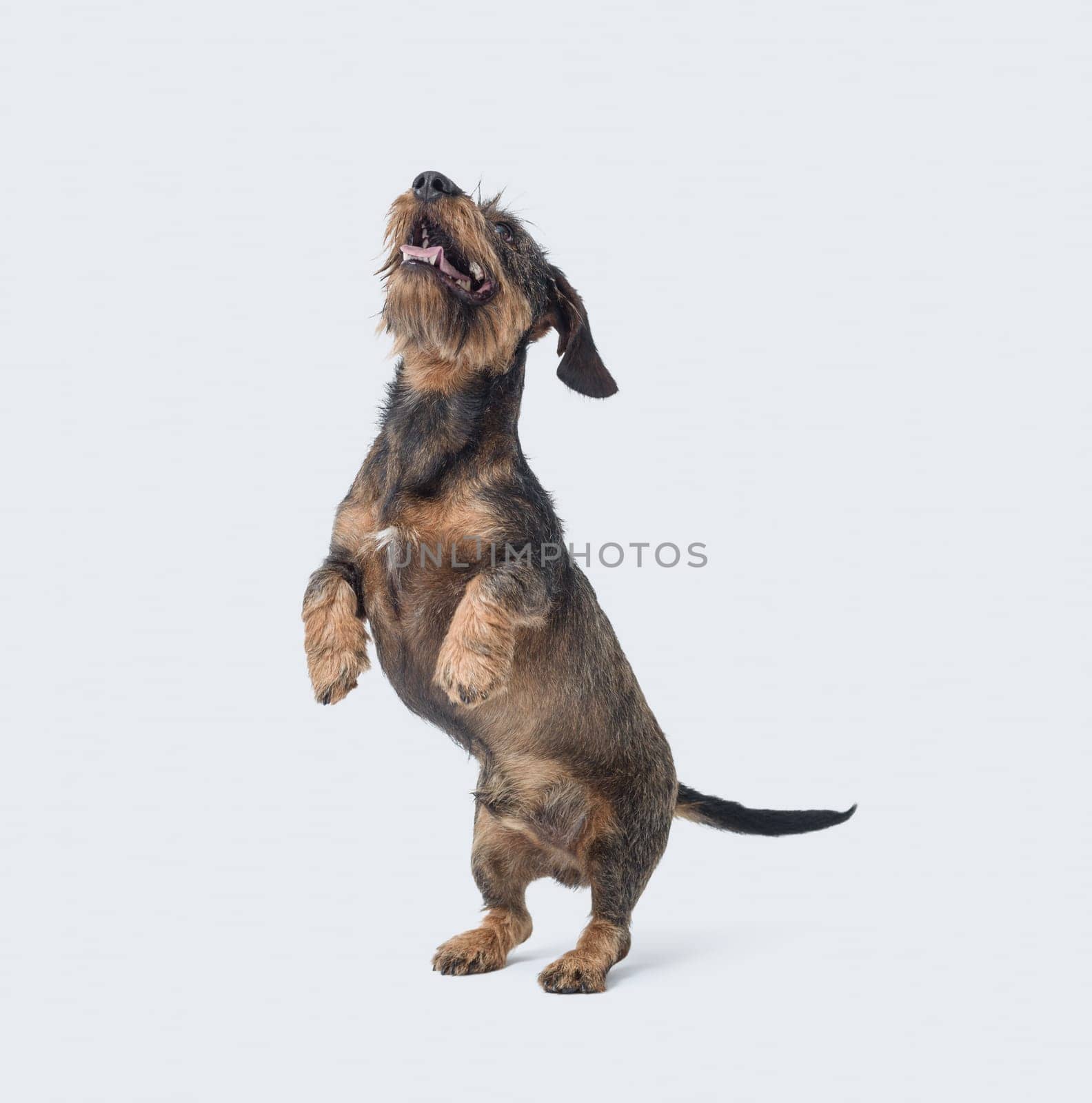Portrait of a wire-haired Dachshund dog standing on his hind legs, isolated on white background
