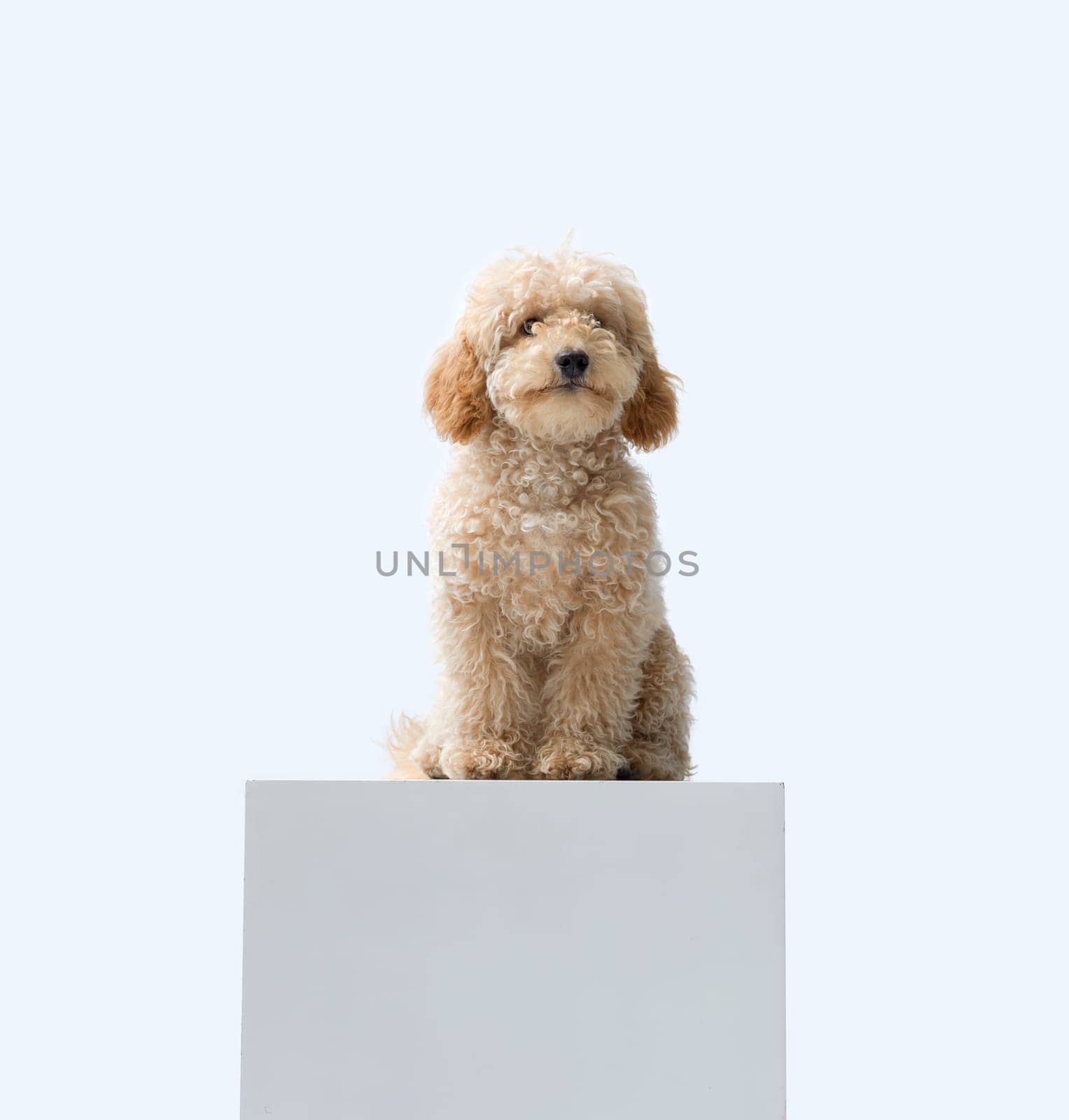 Happy confident dog sitting on a pedestal, Poodle dog breed, copy space