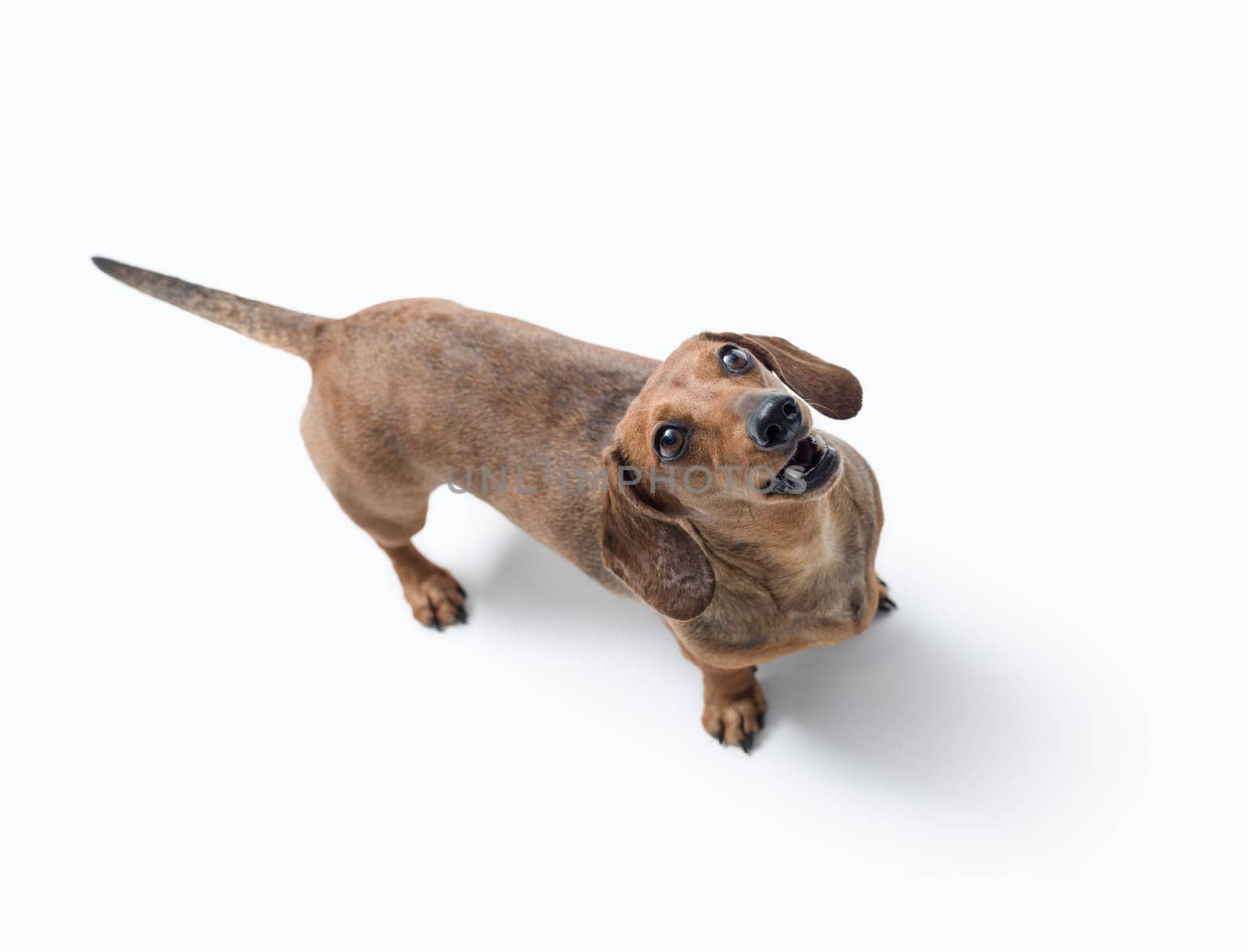 Portrait of a cute happy dog looking at camera, Dachshund dog breed, isolated on white background