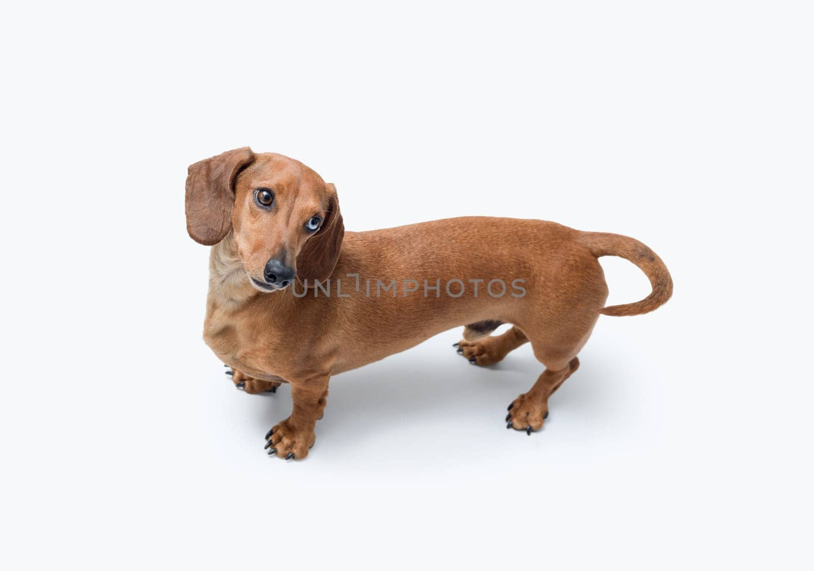 Cute Dachshund dog looking at camera, isolated on white background