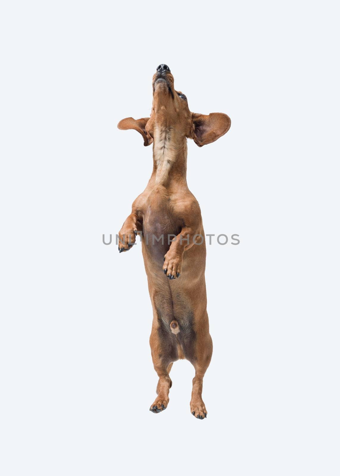 Agile playful Dachshund jumping and looking up, healthy dog concept